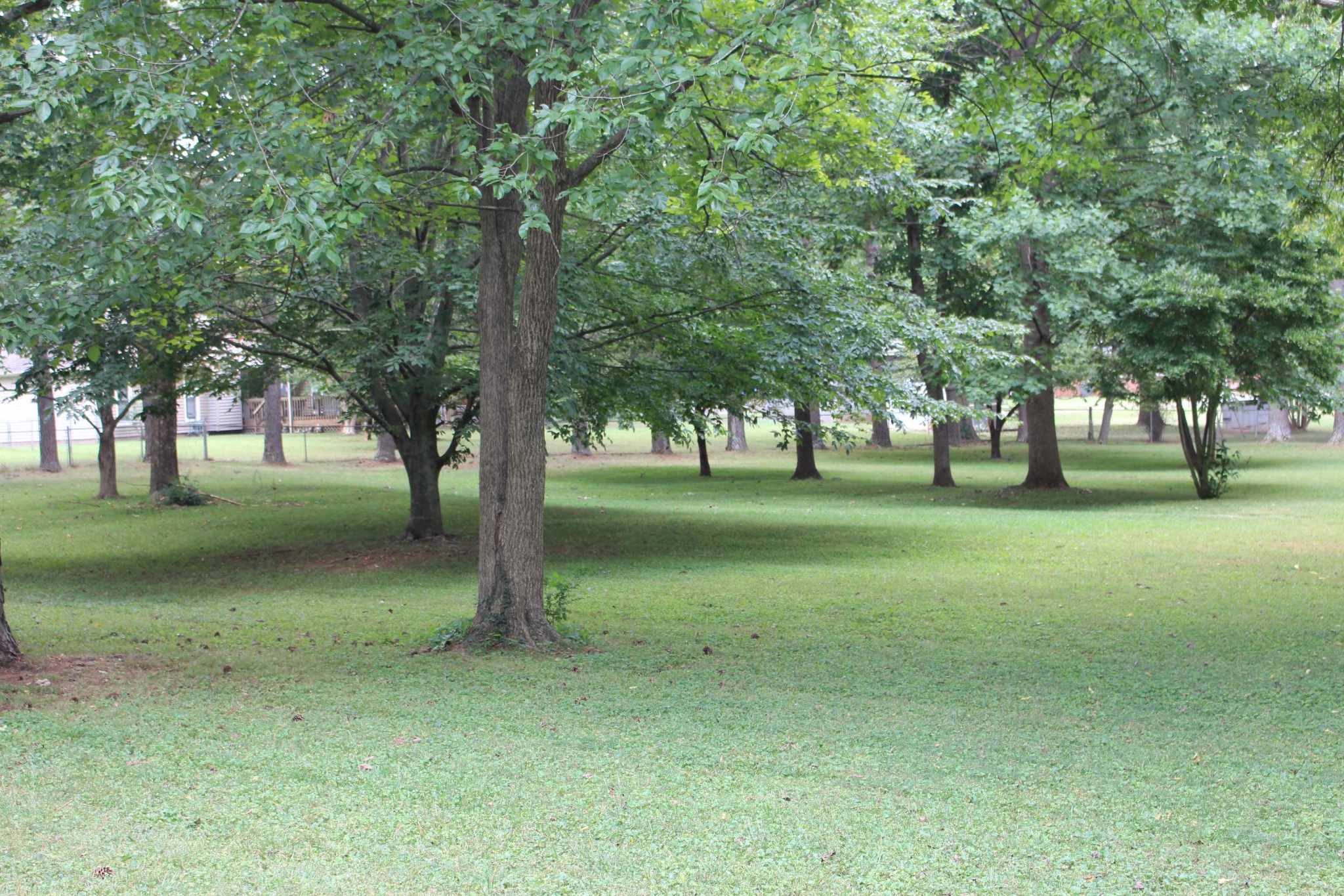 1426 Avon Road Murfreesboro, TN 37129 - Photo 11 of 46 a view of grassy field with benches