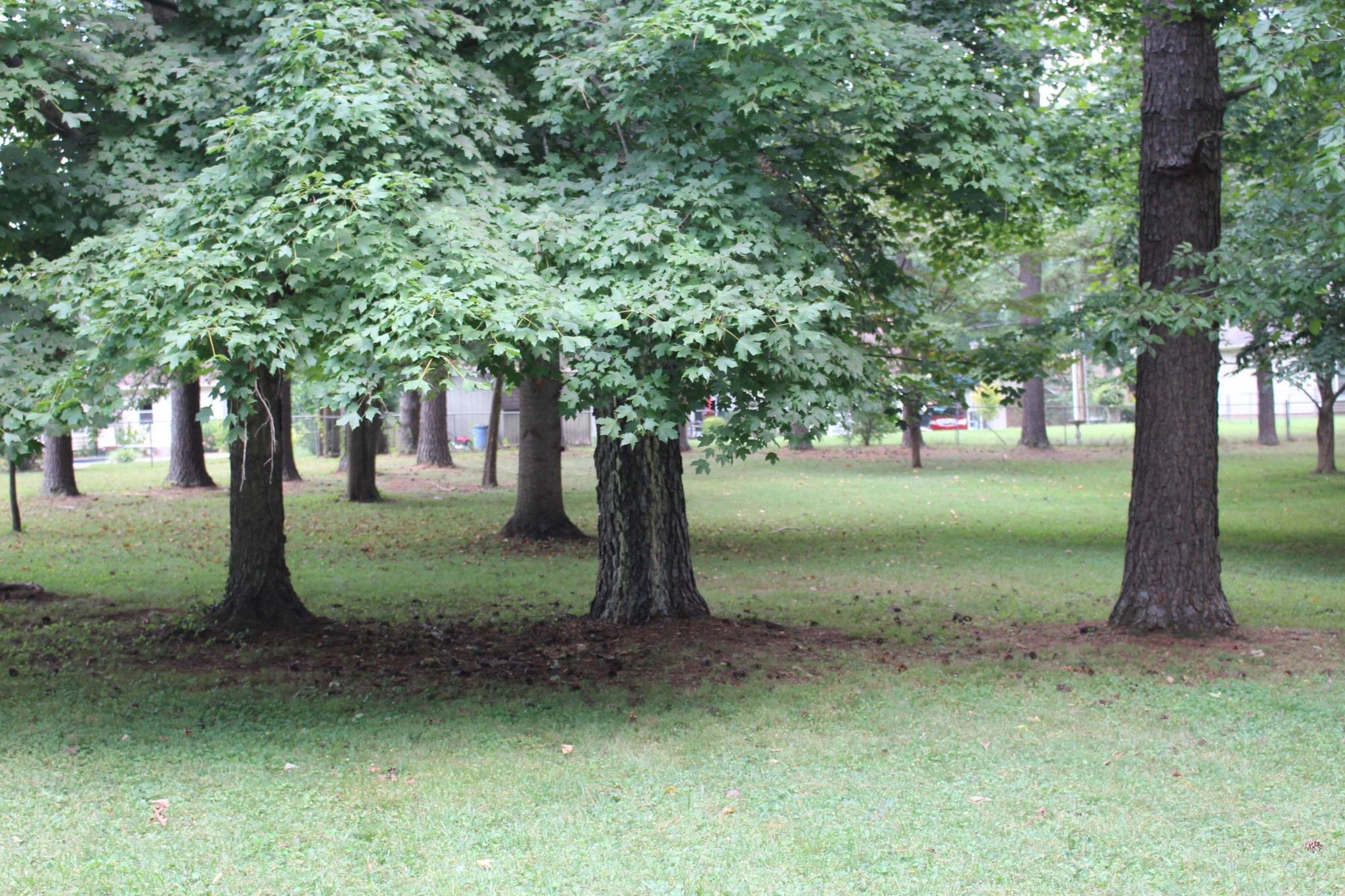 1426 Avon Road Murfreesboro, TN 37129 - Photo 12 of 46 a view of a garden
