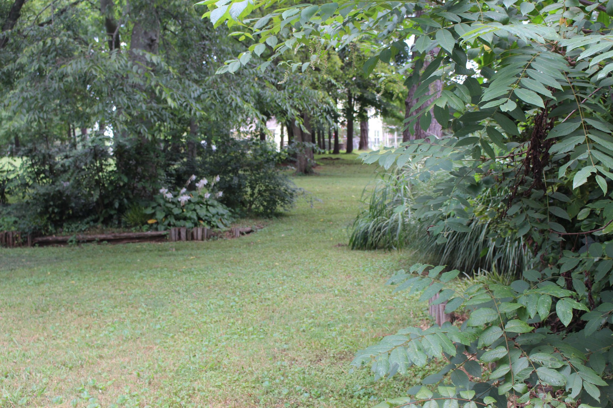 1426 Avon Road Murfreesboro, TN 37129 - Photo 14 of 46 a view of a garden with a tree