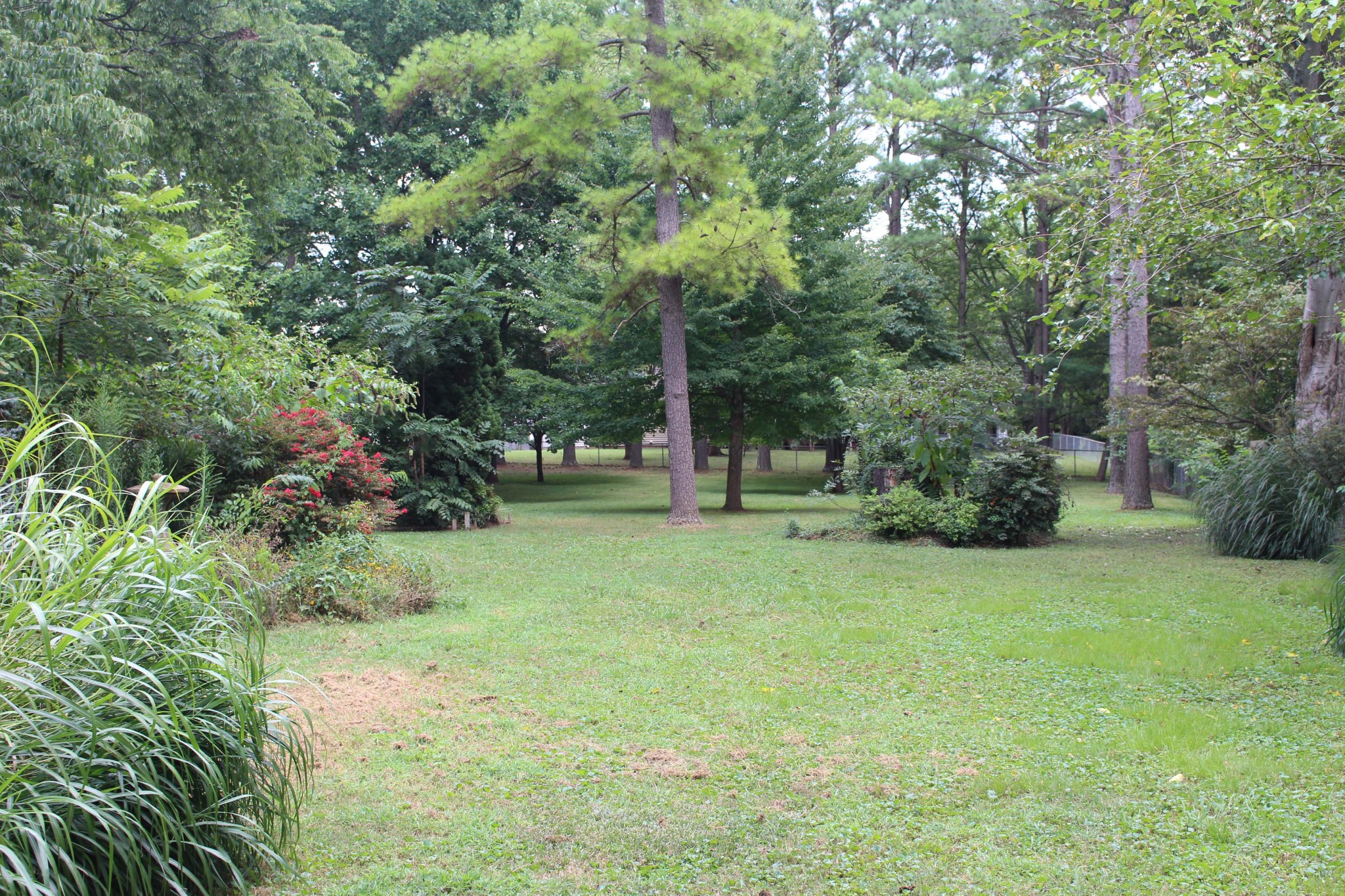1426 Avon Road Murfreesboro, TN 37129 - Photo 17 of 46 a view of a garden with trees