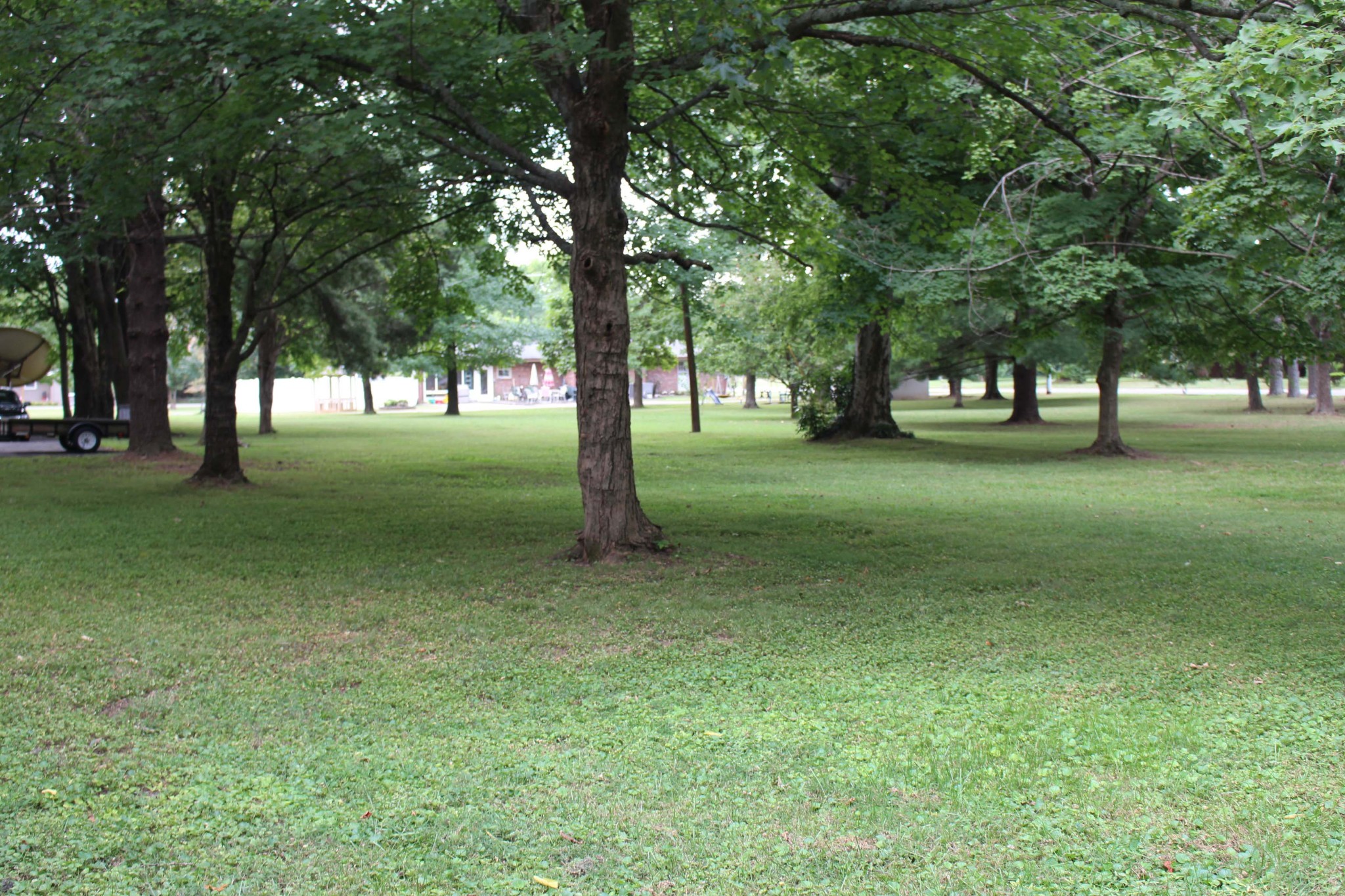 1426 Avon Road Murfreesboro, TN 37129 - Photo 42 of 46 a view of a trees in a yard
