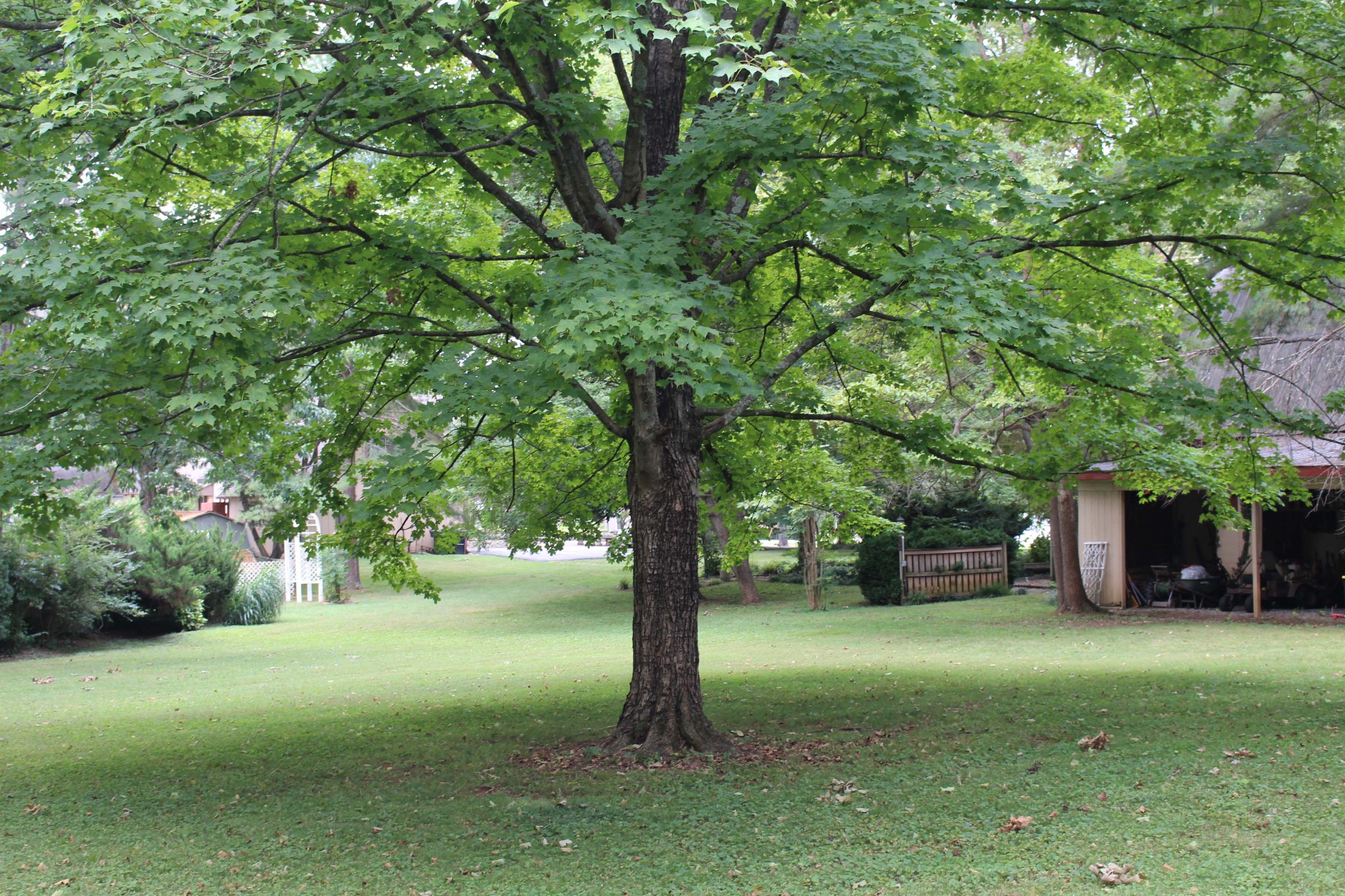 1426 Avon Road Murfreesboro, TN 37129 - Photo 10 of 46 a view of a tree in front of a house