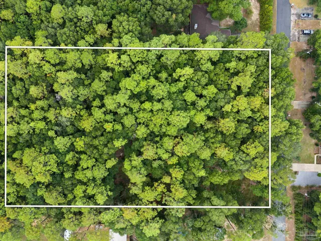 a view of a lush green forest with a tree