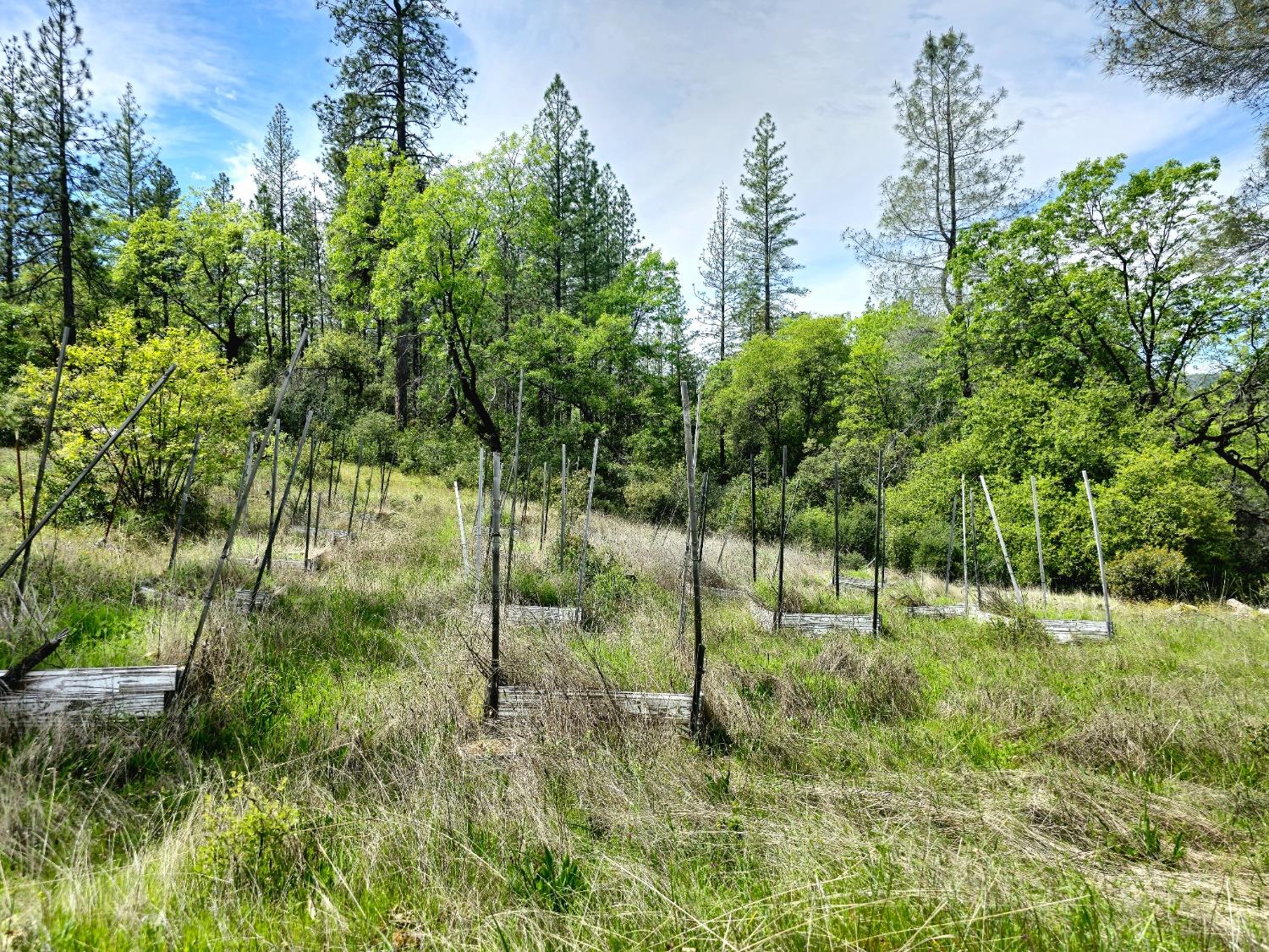 0 Elams Ranch Road Oroville, CA 95966 - Photo 20 of 24 a view of outdoor space and yard