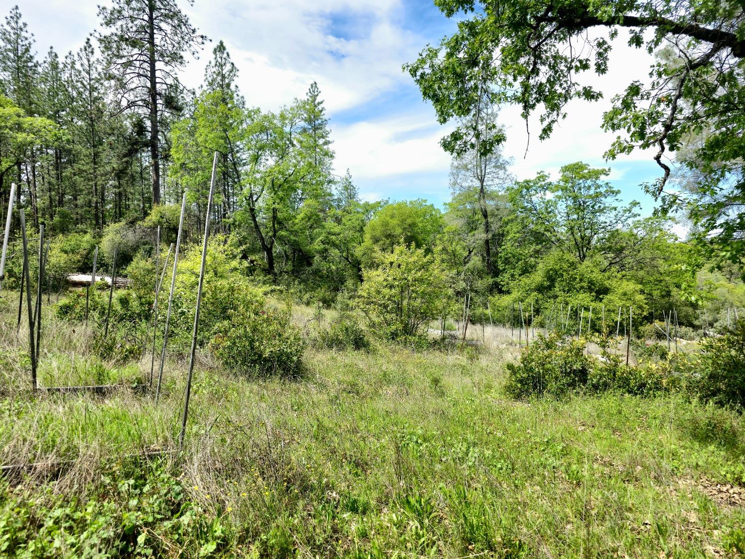 0 Elams Ranch Road Oroville, CA 95966 - Photo 22 of 24 a view of a garden