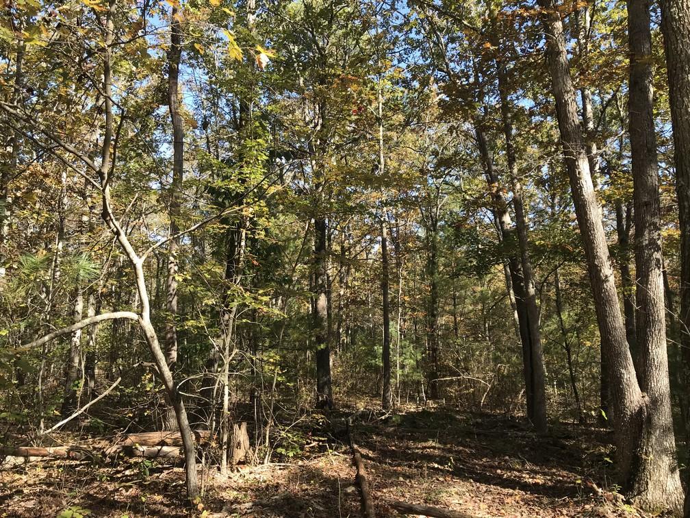 Lot 109 Lou Road Pikeville, TN 37367 - Photo 11 of 17 IMG_0575