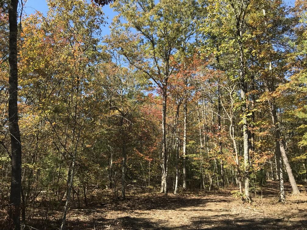 Lot 109 Lou Road Pikeville, TN 37367 - Photo 12 of 17 IMG_0576