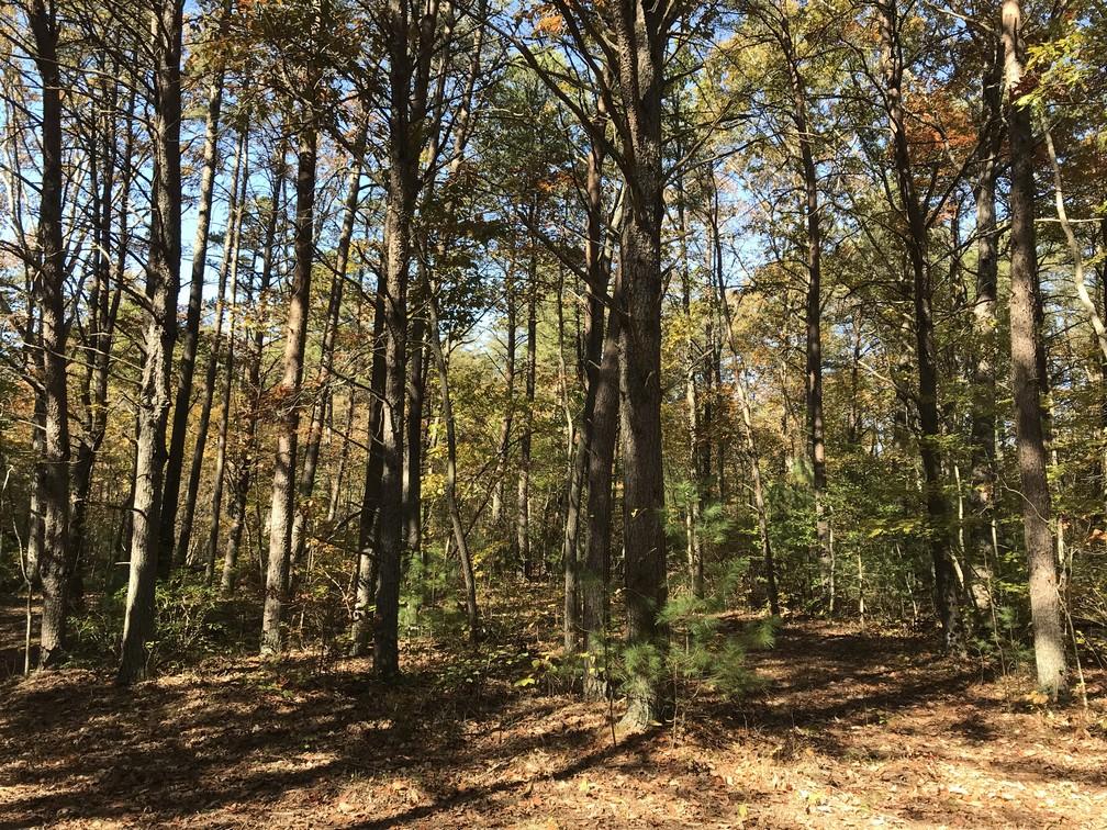 Lot 109 Lou Road Pikeville, TN 37367 - Photo 17 of 17 IMG_0591