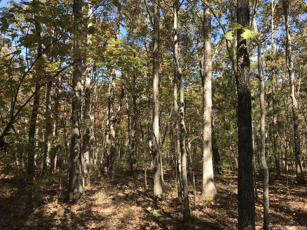 Lot 109 Lou Road Pikeville, TN 37367 - Photo 10 of 17 IMG_0574