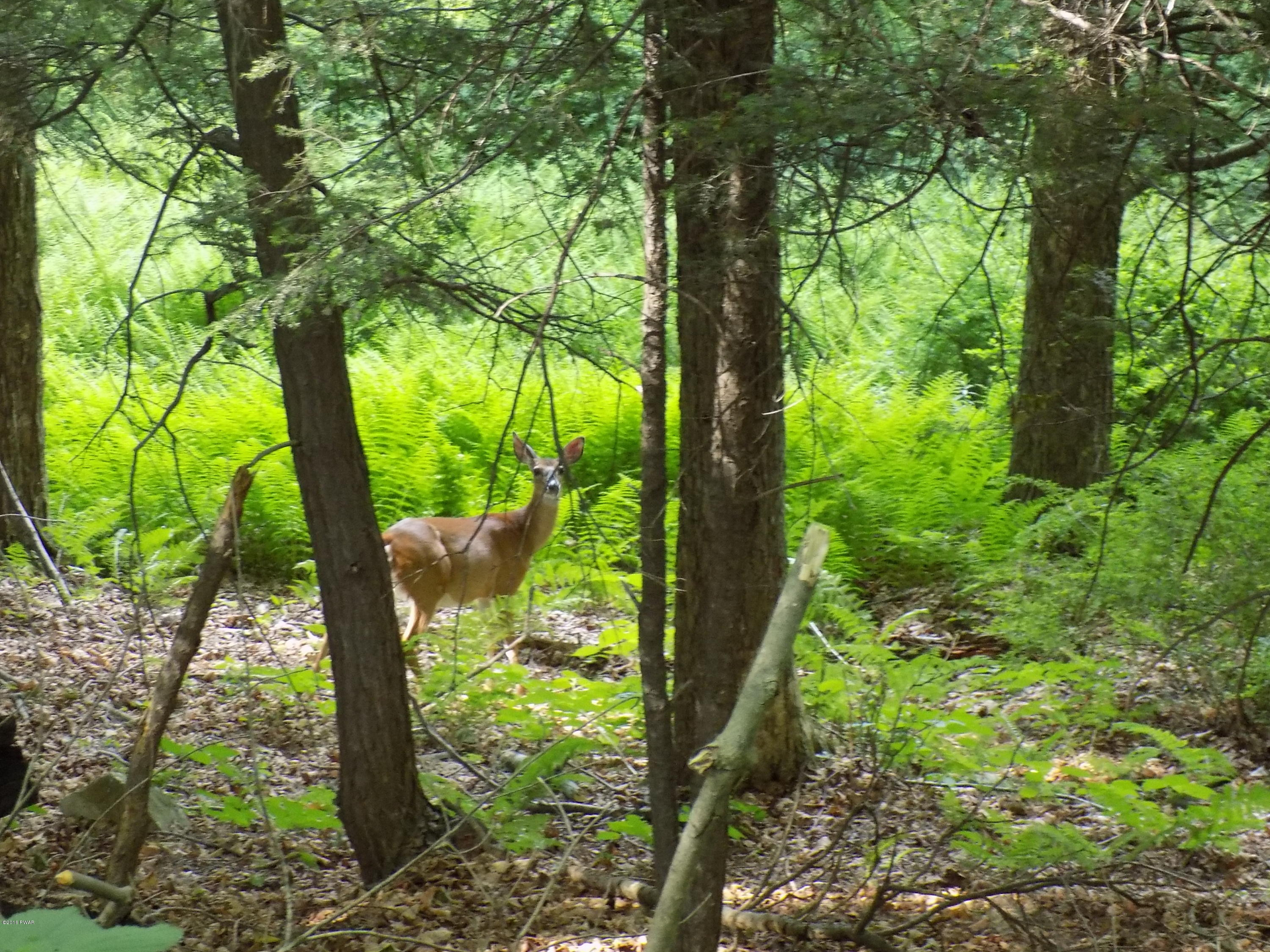 196 Huckleberry Road Newfoundland, PA 18445 - Photo 6 of 6