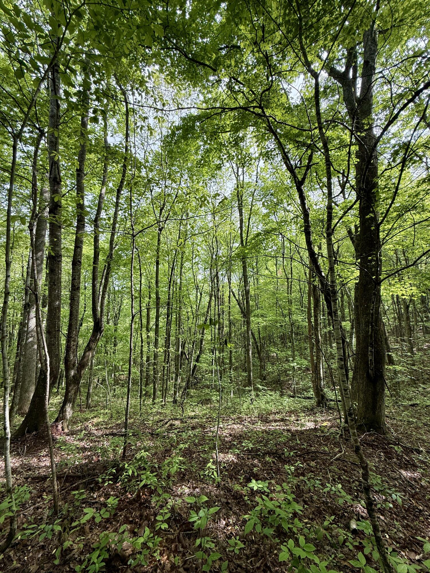 458 Coca-Cola Road Dunlap, TN 37327 - Photo 27 of 39 IMG_0832