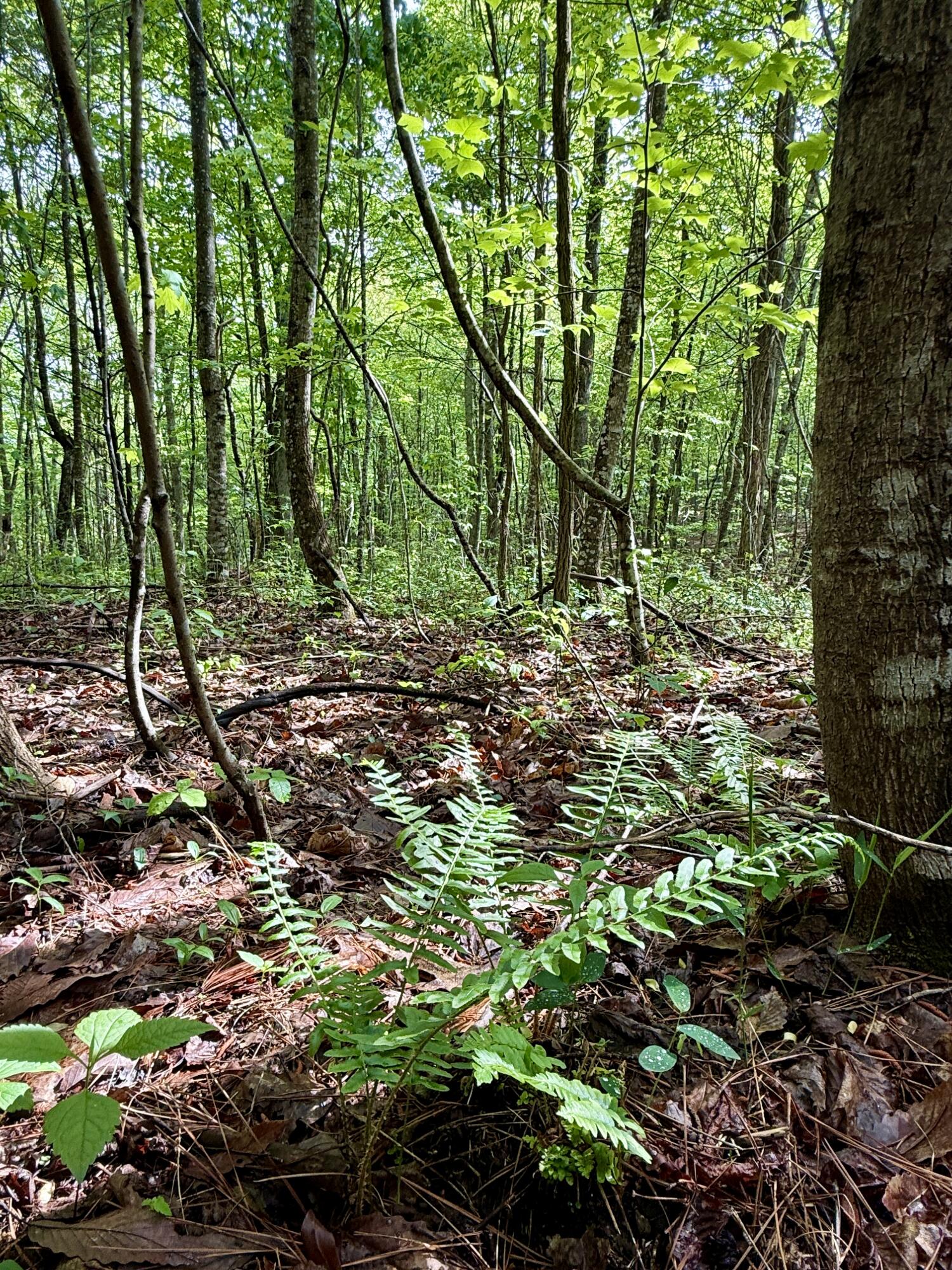 458 Coca-Cola Road Dunlap, TN 37327 - Photo 28 of 39 IMG_0831