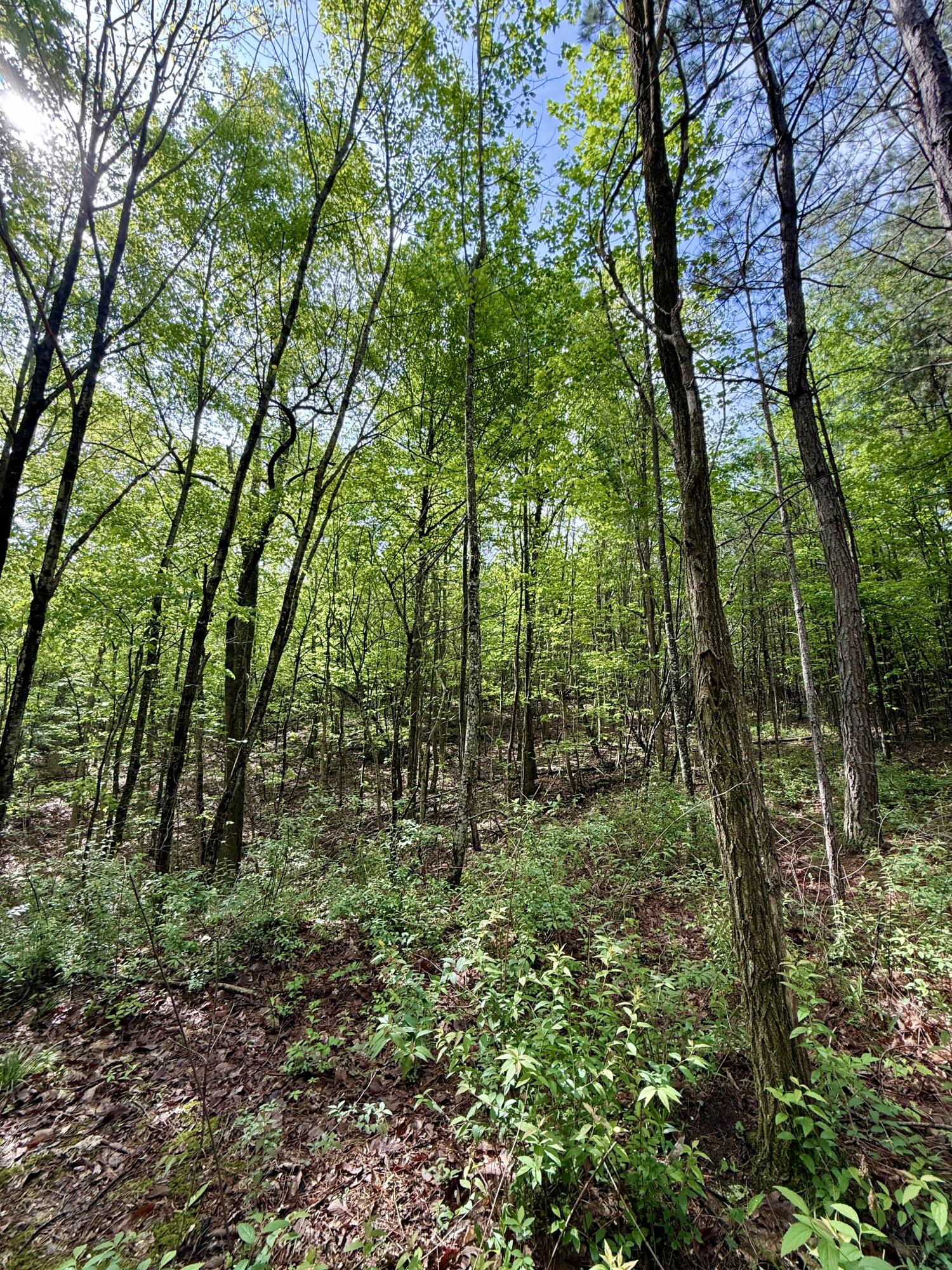 458 Coca-Cola Road Dunlap, TN 37327 - Photo 29 of 39 IMG_0830