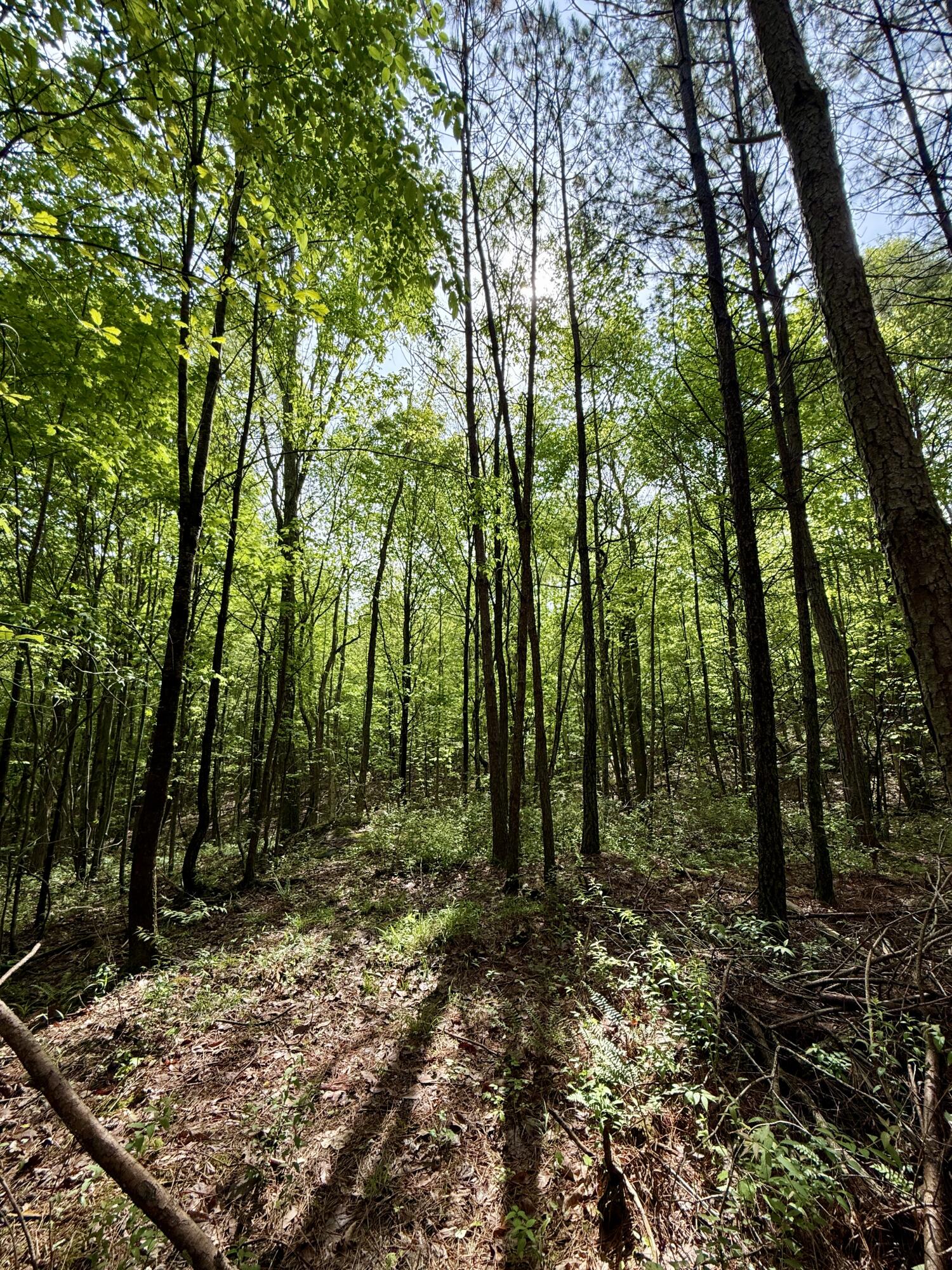 458 Coca-Cola Road Dunlap, TN 37327 - Photo 30 of 39 IMG_0827