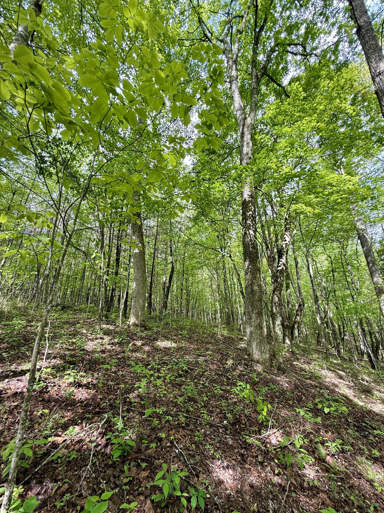 458 Coca-Cola Road Dunlap, TN 37327 - Photo 31 of 39 IMG_0835