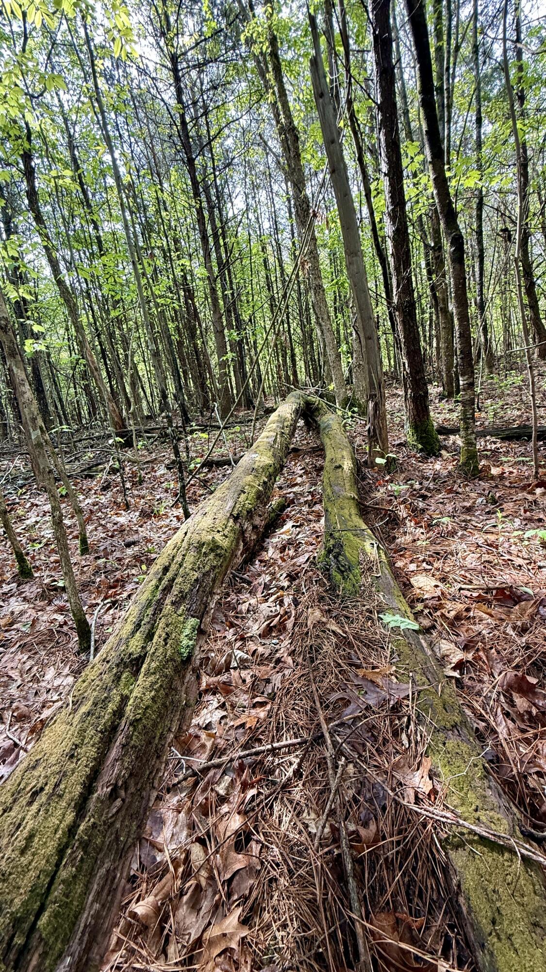 458 Coca-Cola Road Dunlap, TN 37327 - Photo 33 of 39 IMG_0839