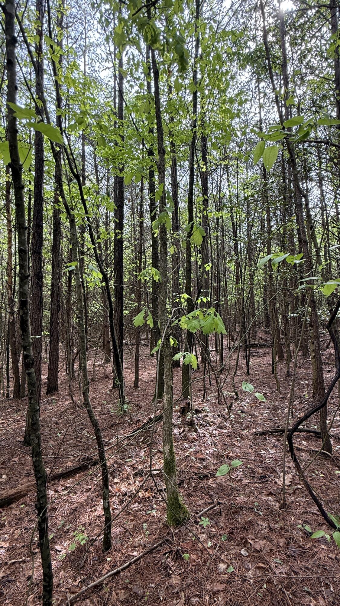 458 Coca-Cola Road Dunlap, TN 37327 - Photo 34 of 39 IMG_0841