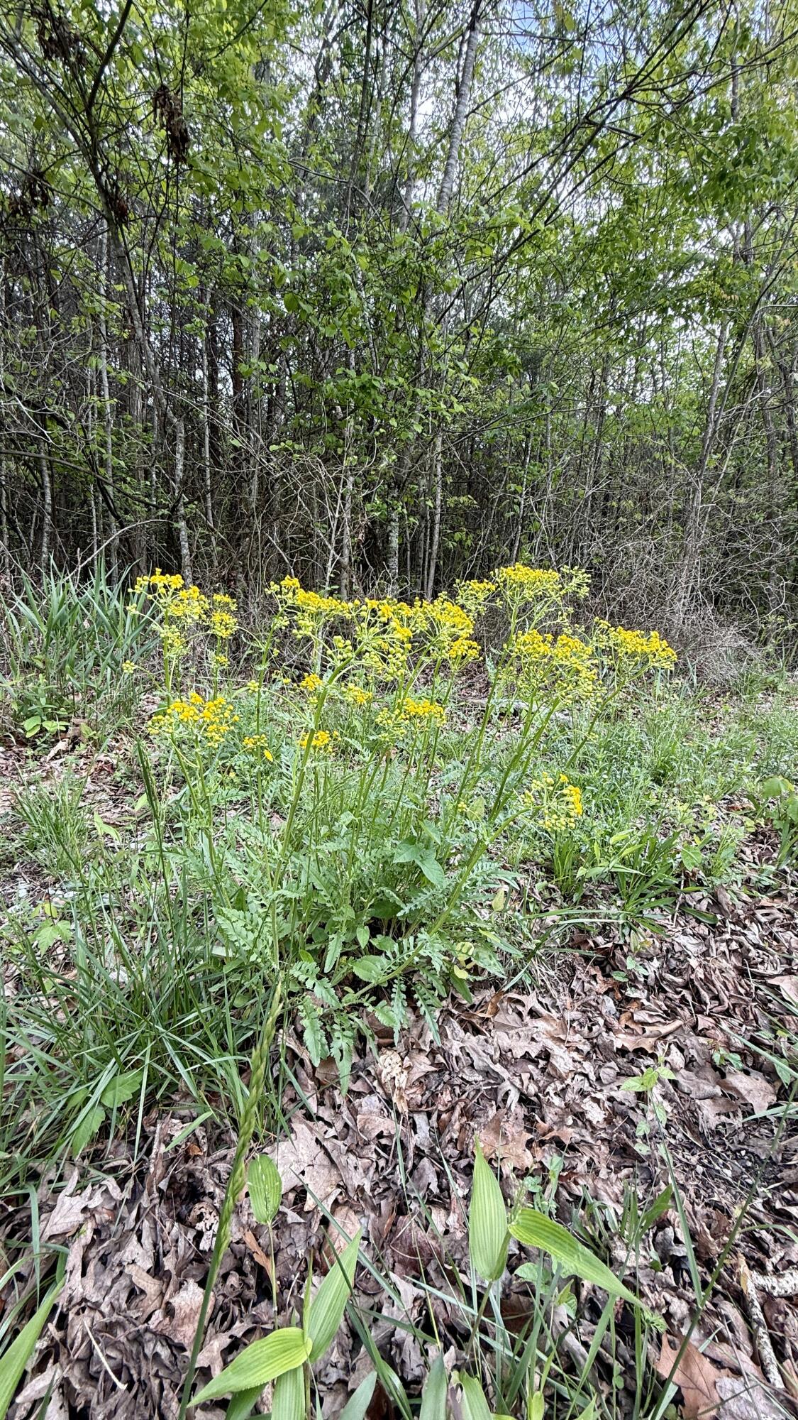 458 Coca-Cola Road Dunlap, TN 37327 - Photo 37 of 39 IMG_0847