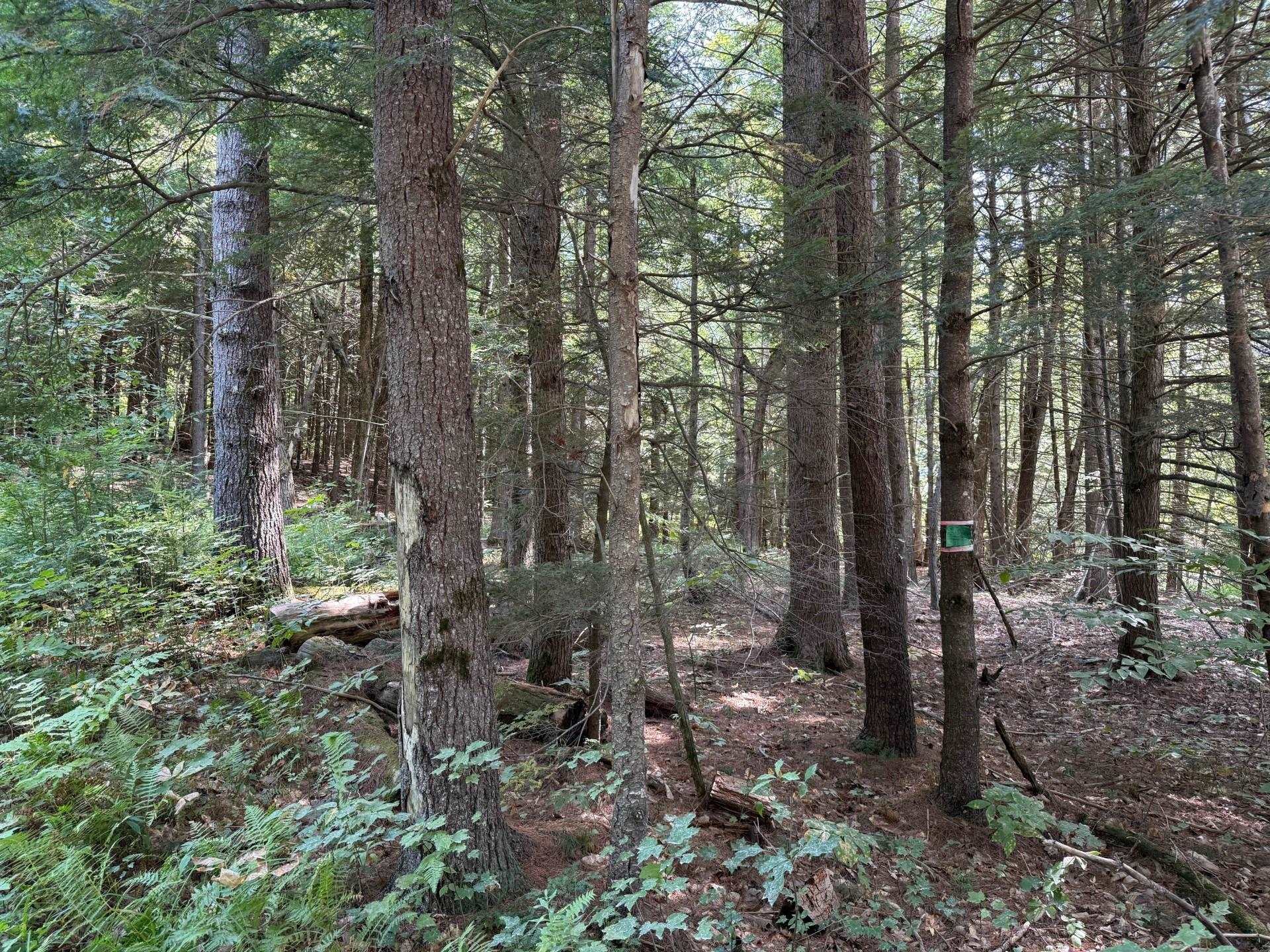 0 Smith Road Holderness, NH 03245 - Photo 1 of 1 Gallery Image 1