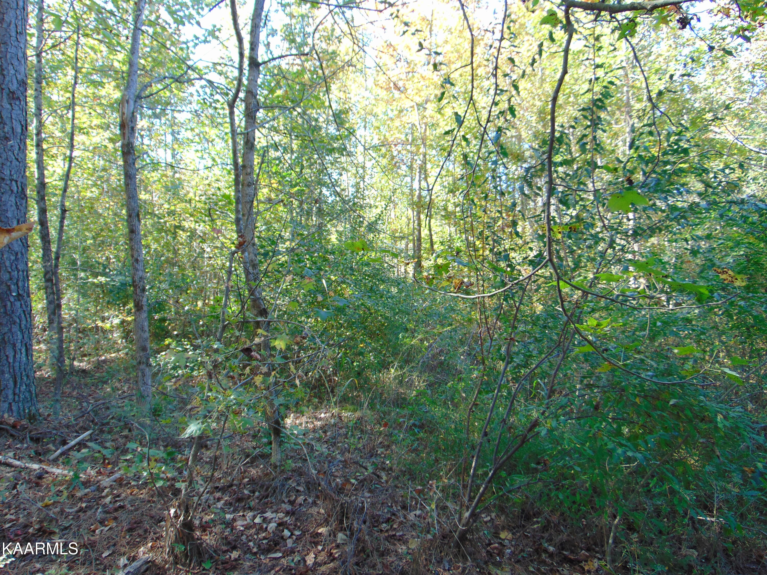 Tract 2-e-5 Tract 2-e-5 Charles Road Decatur, TN 37322 - Photo 11 of 17 DSC01623