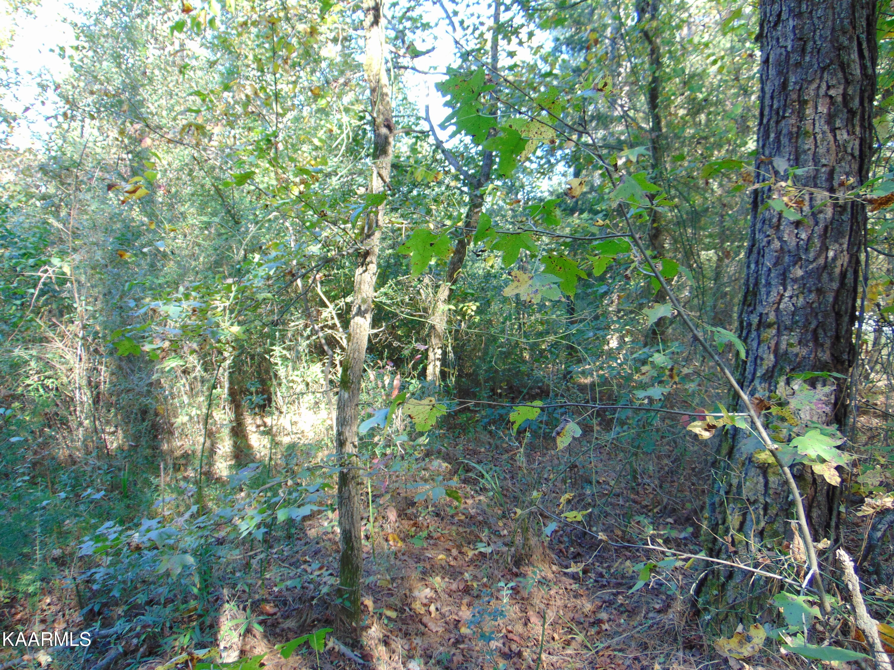 Tract 2-e-5 Tract 2-e-5 Charles Road Decatur, TN 37322 - Photo 12 of 17 DSC01624