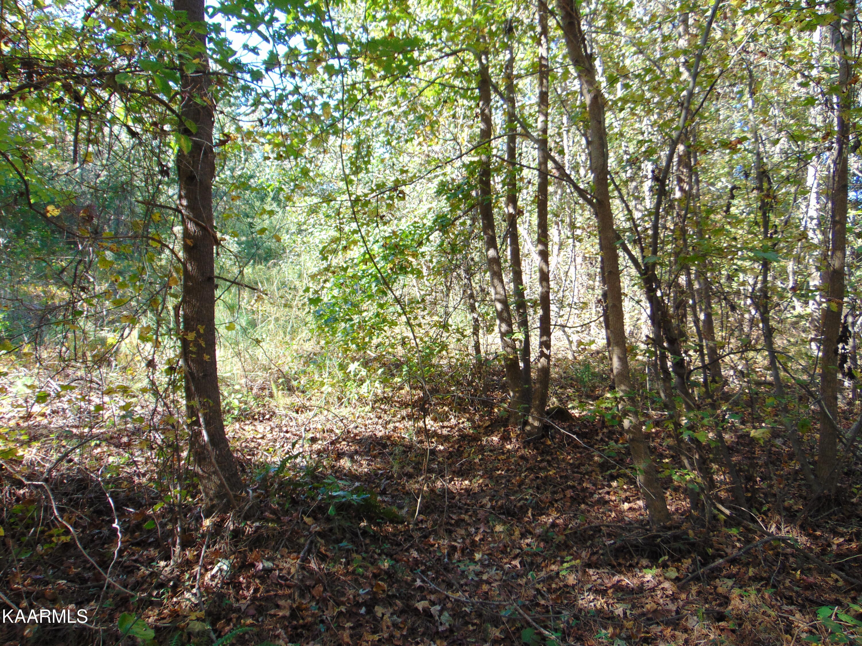 Tract 2-e-5 Tract 2-e-5 Charles Road Decatur, TN 37322 - Photo 13 of 17 DSC01625