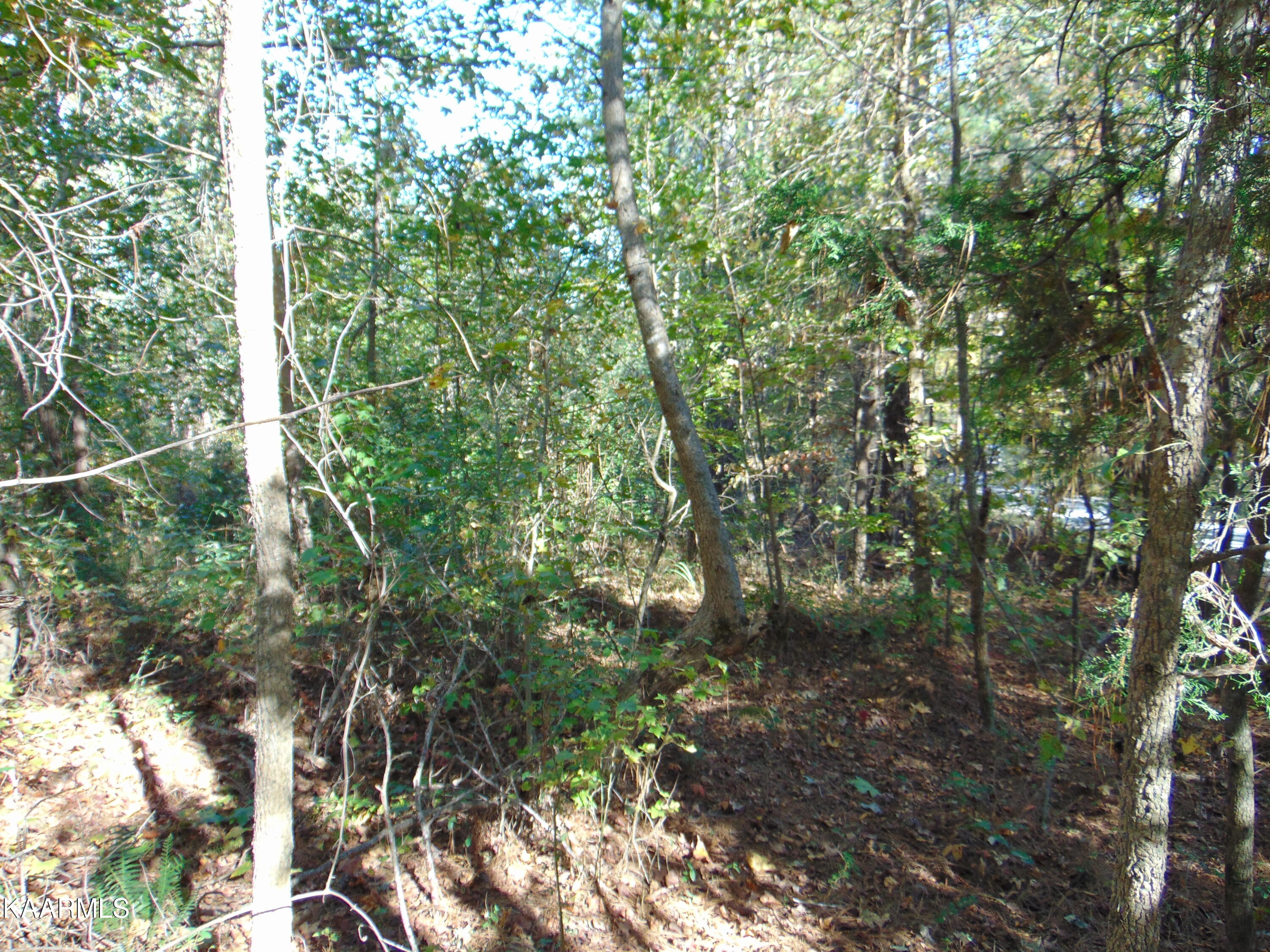 Tract 2-e-5 Tract 2-e-5 Charles Road Decatur, TN 37322 - Photo 14 of 17 DSC01626
