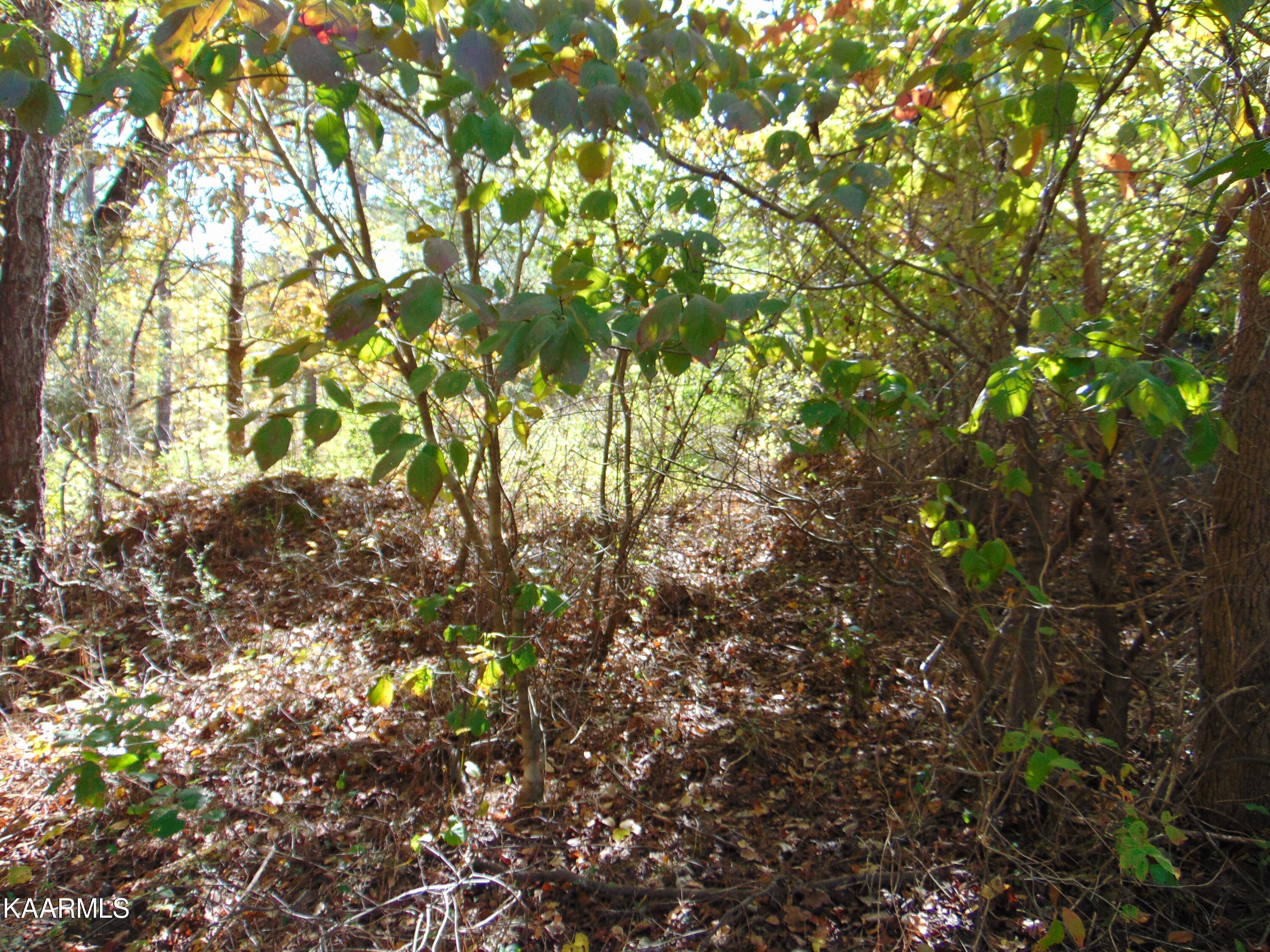 Tract 2-e-5 Tract 2-e-5 Charles Road Decatur, TN 37322 - Photo 15 of 17 DSC01629