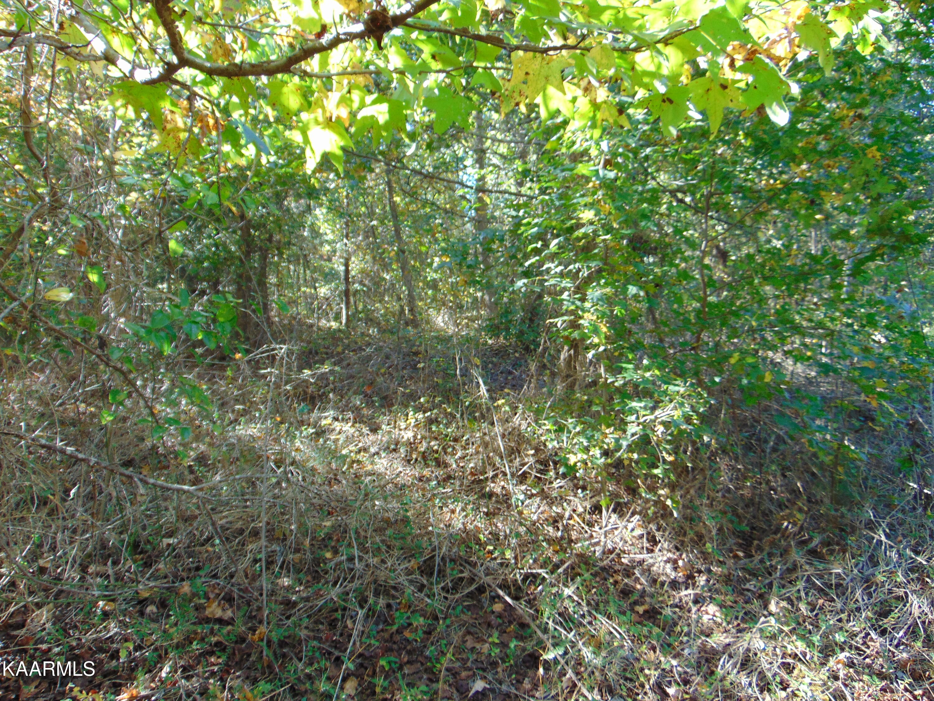 Tract 2-e-5 Tract 2-e-5 Charles Road Decatur, TN 37322 - Photo 16 of 17 DSC01630
