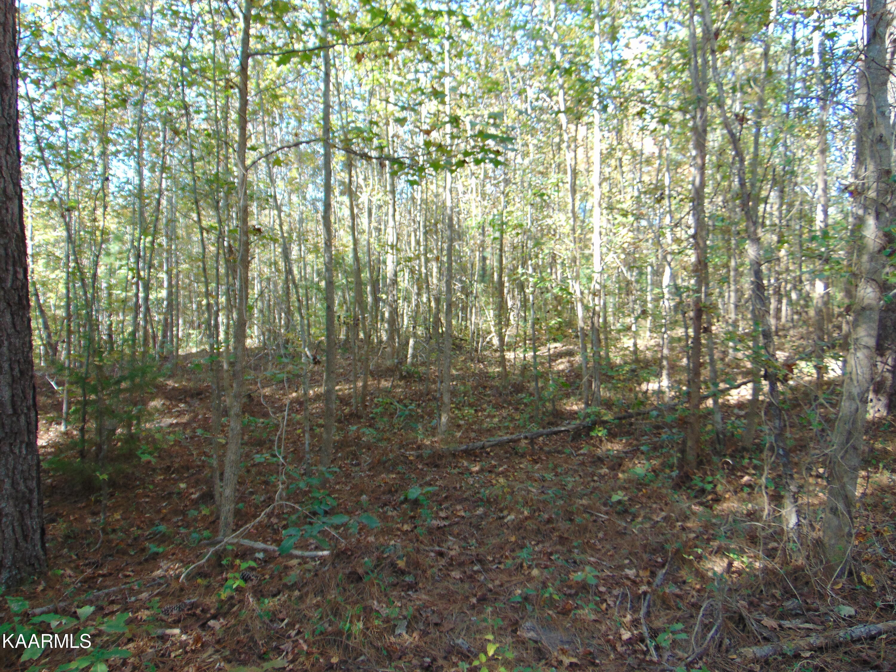 Tract 2-e-5 Tract 2-e-5 Charles Road Decatur, TN 37322 - Photo 17 of 17 DSC01633