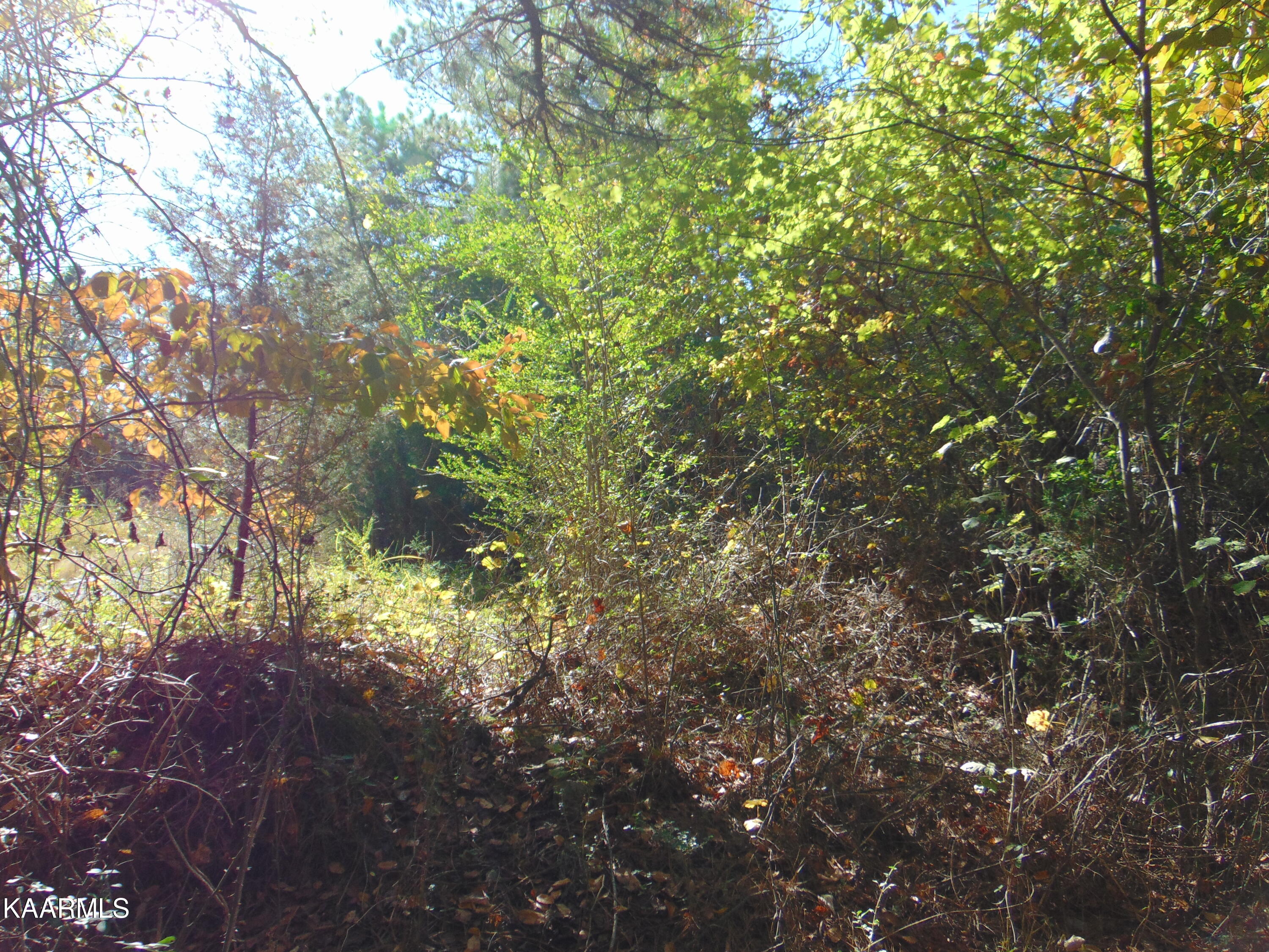 Tract 2-e-5 Tract 2-e-5 Charles Road Decatur, TN 37322 - Photo 4 of 17 DSC01631