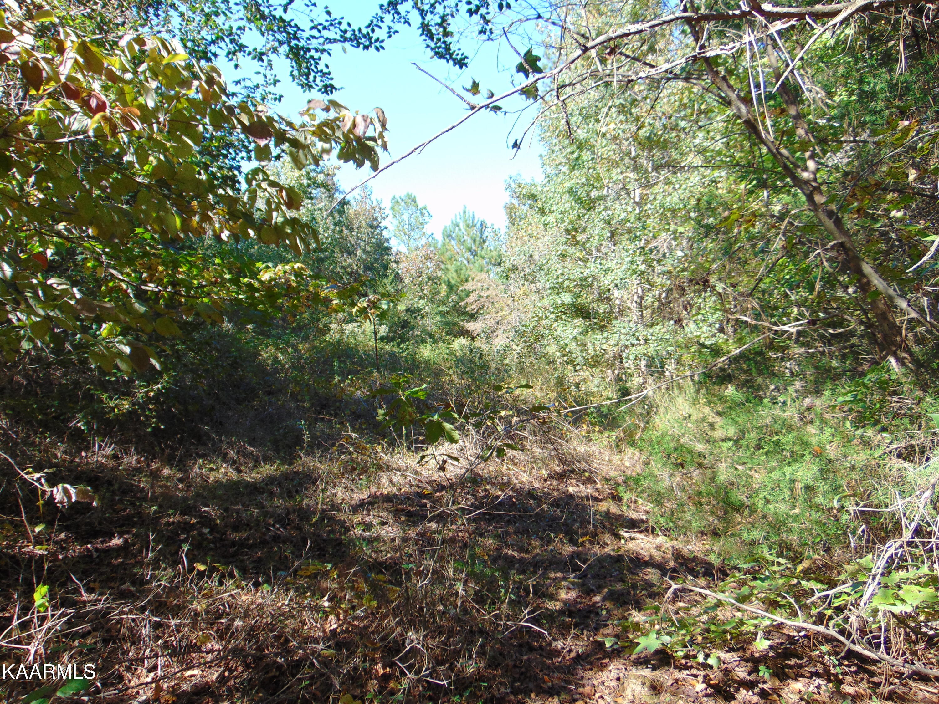 Tract 2-e-5 Tract 2-e-5 Charles Road Decatur, TN 37322 - Photo 5 of 17 DSC01632