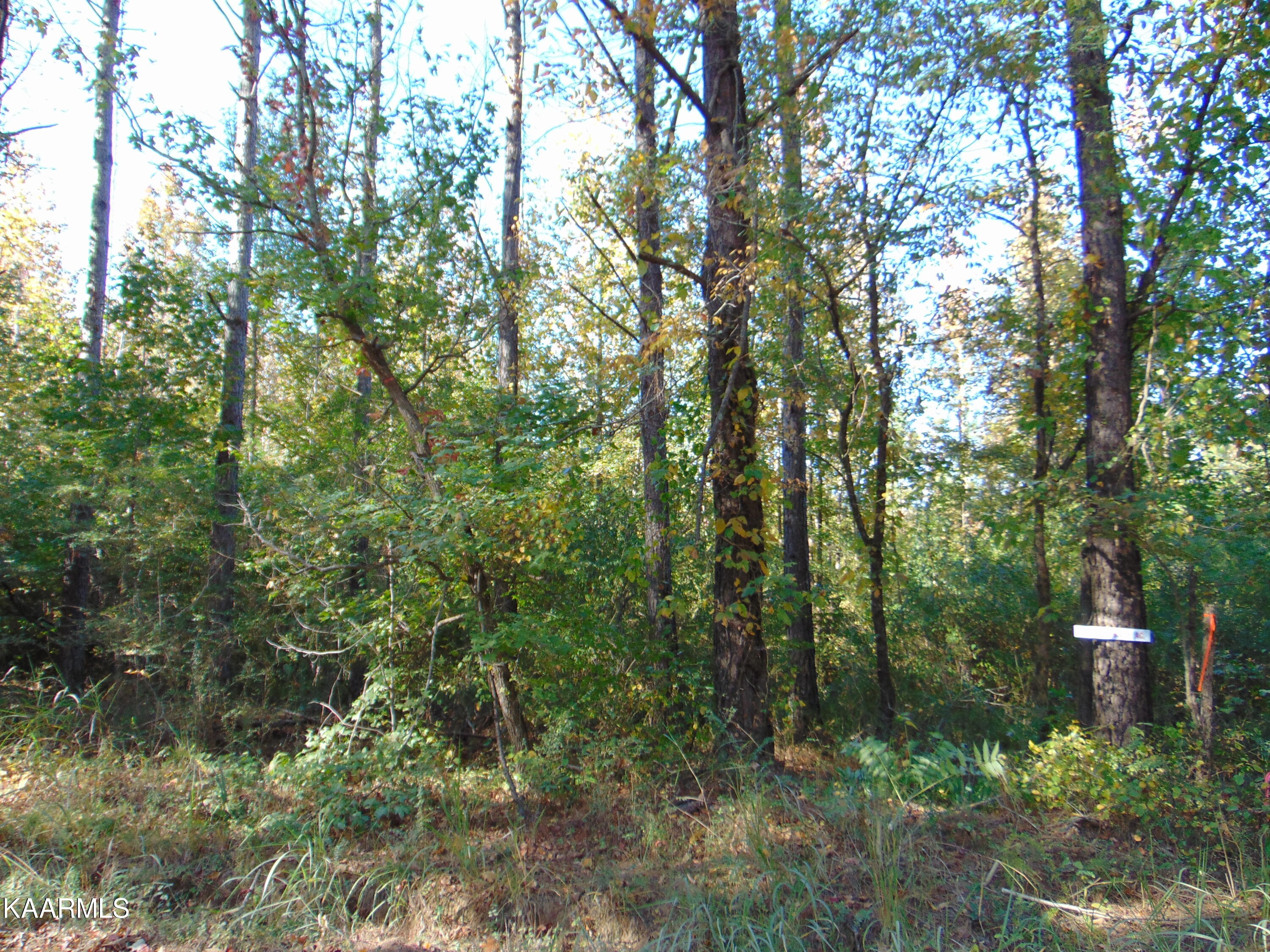 Tract 2-e-5 Tract 2-e-5 Charles Road Decatur, TN 37322 - Photo 10 of 17 DSC01622