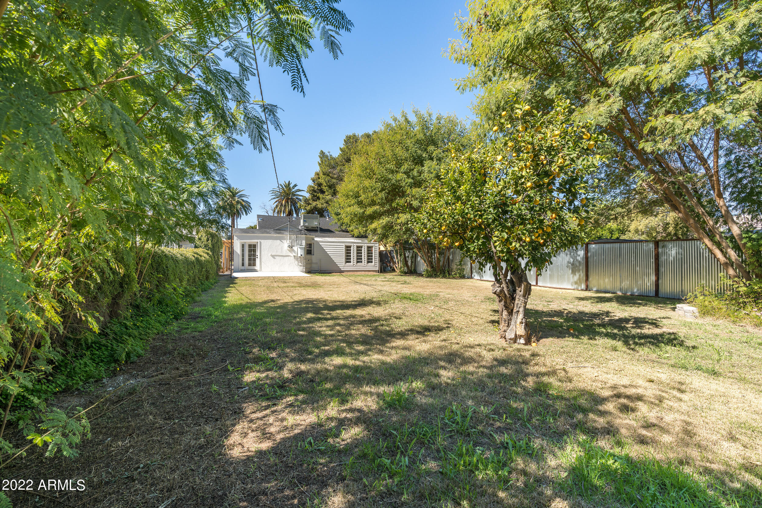 653 North Robson Mesa, AZ 85201 - Photo 33 of 41 Combo orange/lemon tree + jacaranda
