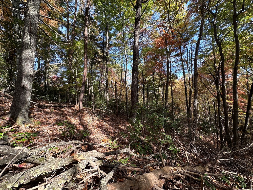 Tbd Atoah Loop Murphy, NC 28906 - Photo 13 of 32