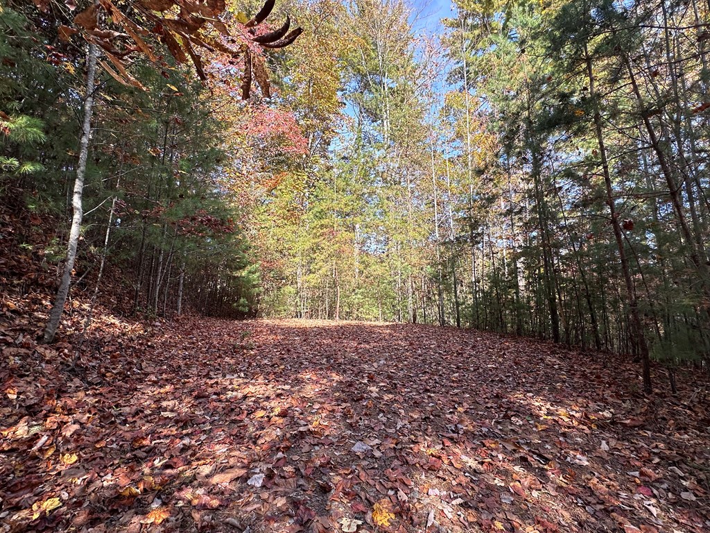 Tbd Atoah Loop Murphy, NC 28906 - Photo 9 of 32