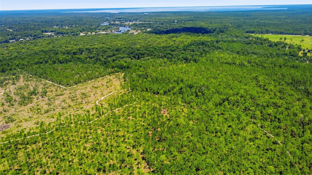 2140 St Johns River Road Astor, FL 32102 - Photo 34 of 36 a view of a lush green forest with lush green forest