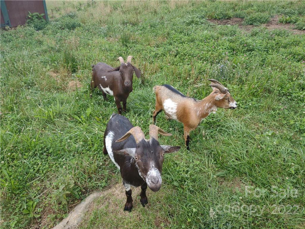 101 Trinity Drive Clyde, NC 28721 - Photo 44 of 48