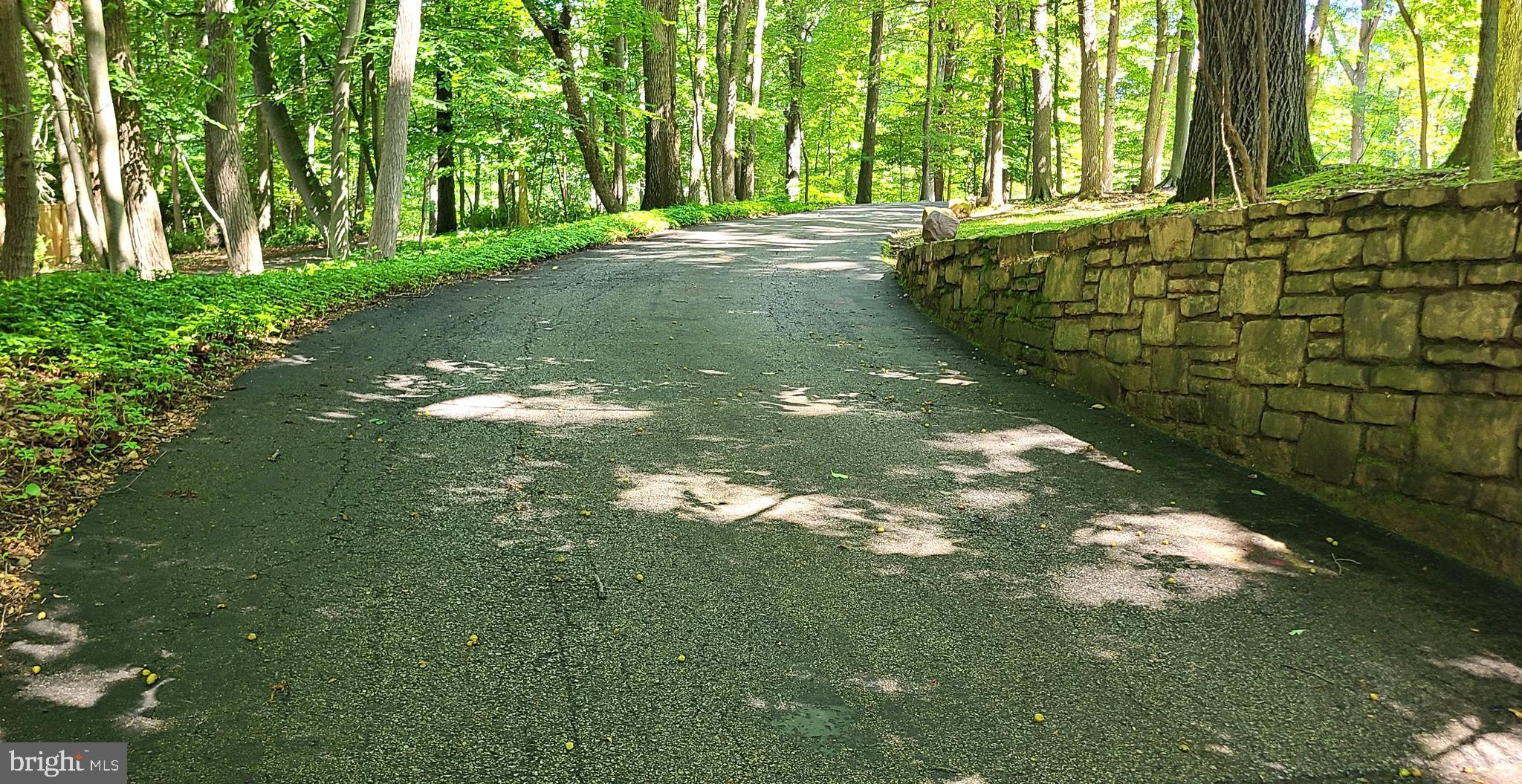a view of a yard with large trees