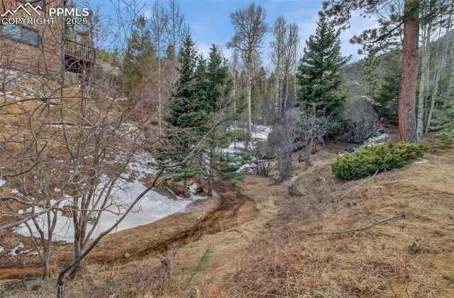 a view of a yard with plants and trees