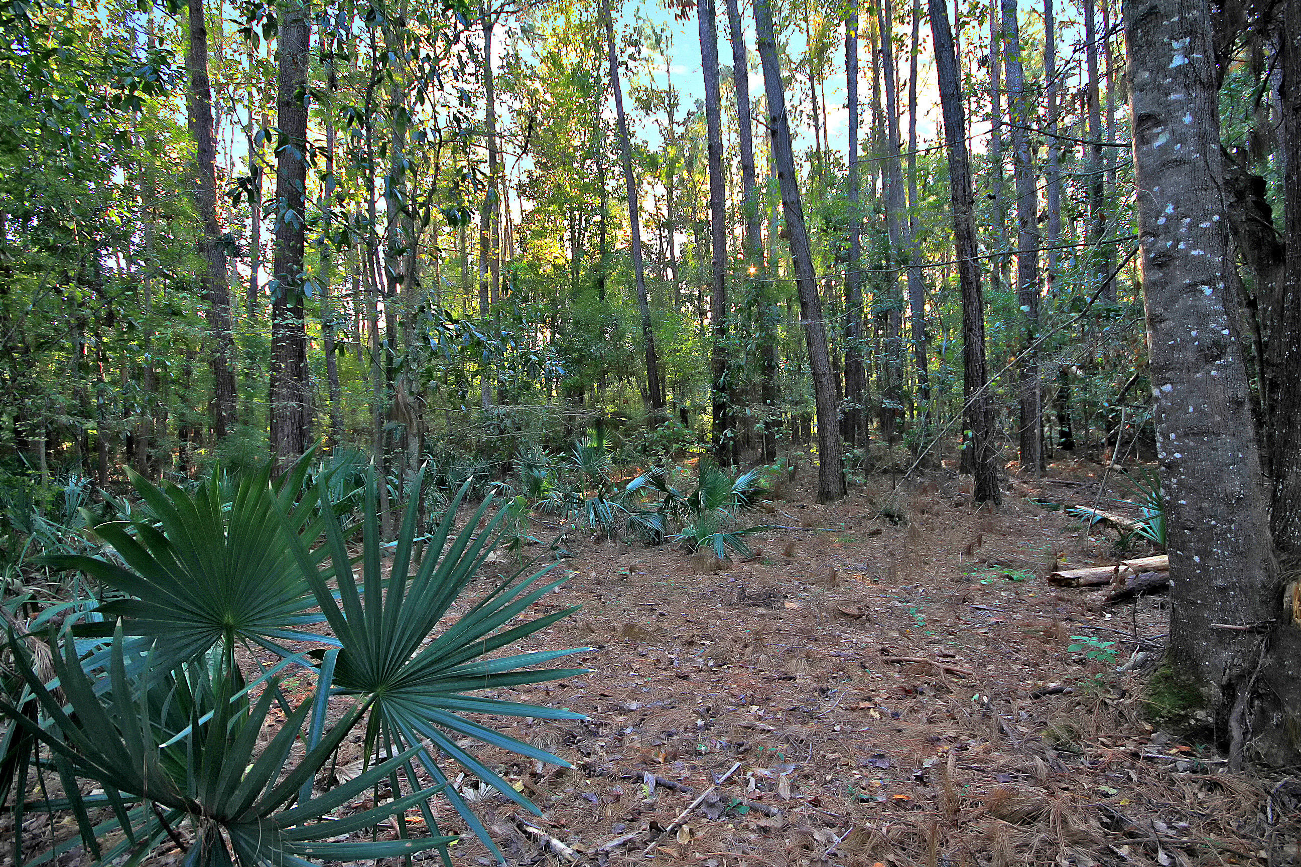 7385 Rep Road Meggett, SC 29449 - Photo 49 of 52 IMG_2939 copy