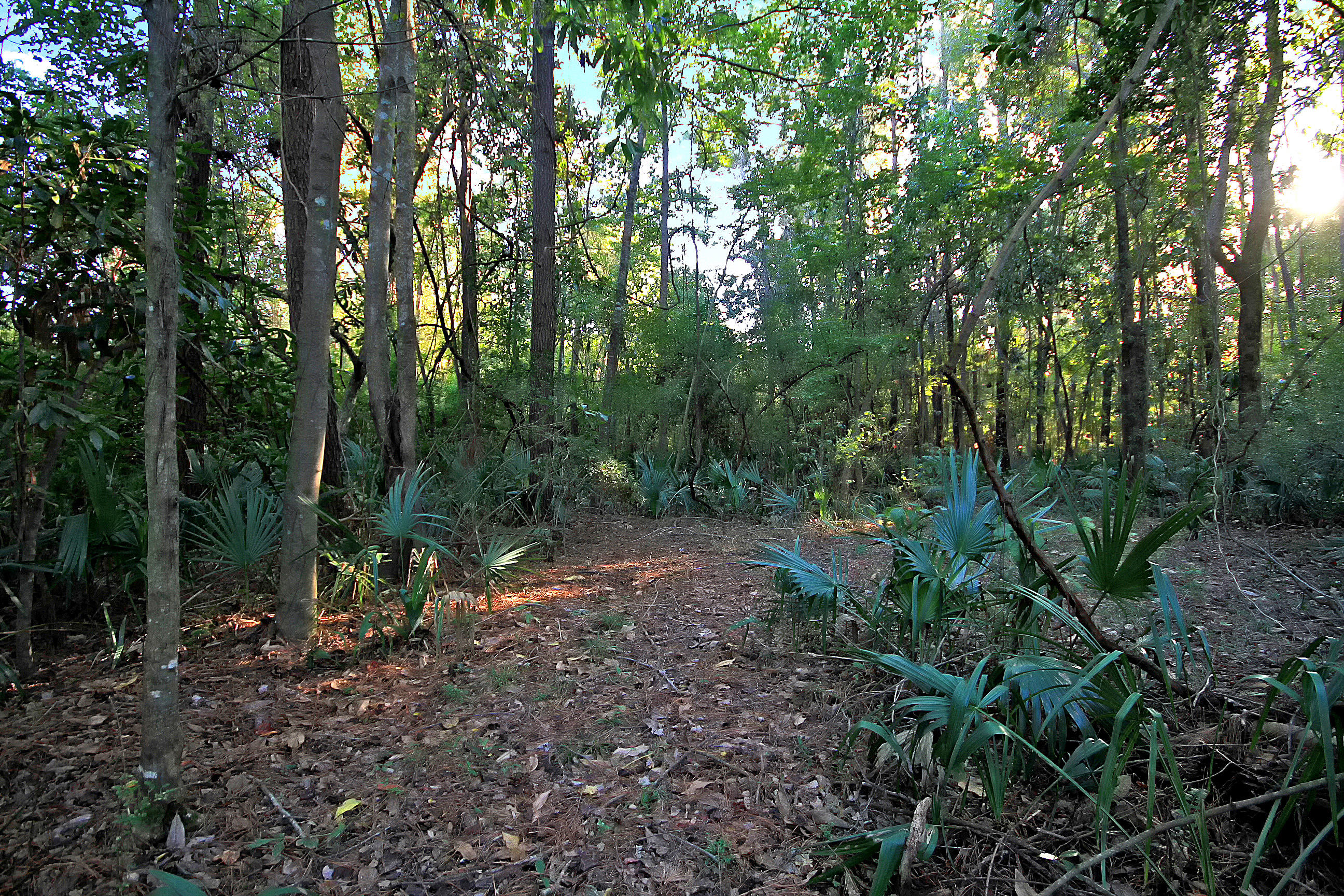 7385 Rep Road Meggett, SC 29449 - Photo 50 of 52 IMG_2947 copy