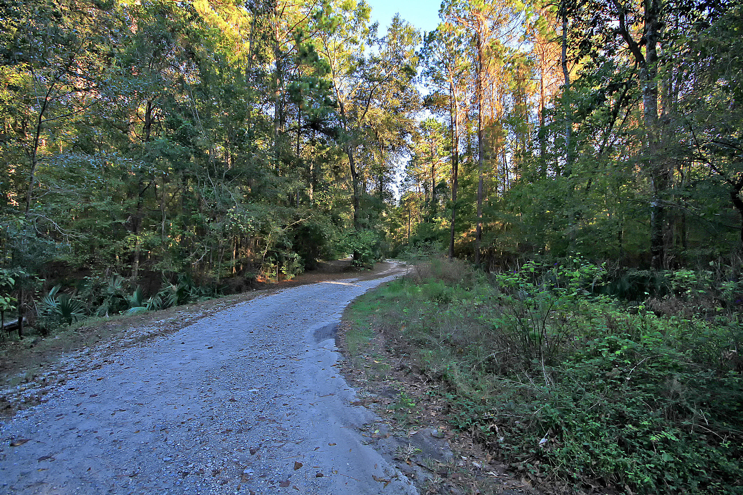 7385 Rep Road Meggett, SC 29449 - Photo 51 of 52 IMG_2955 copy