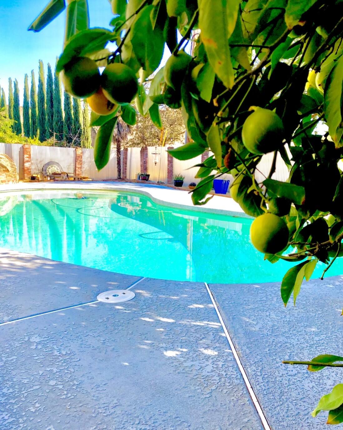 2855 Shasta Street Redding, CA 96001 - Photo 27 of 33 Fruit trees