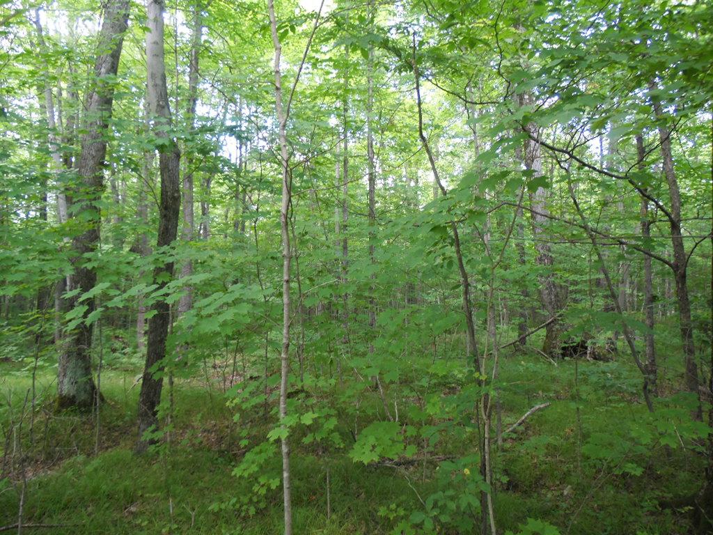 Lot 10 Eagle Waters Road Tomahawk, WI 54487 - Photo 3 of 7 Gallery Image 3