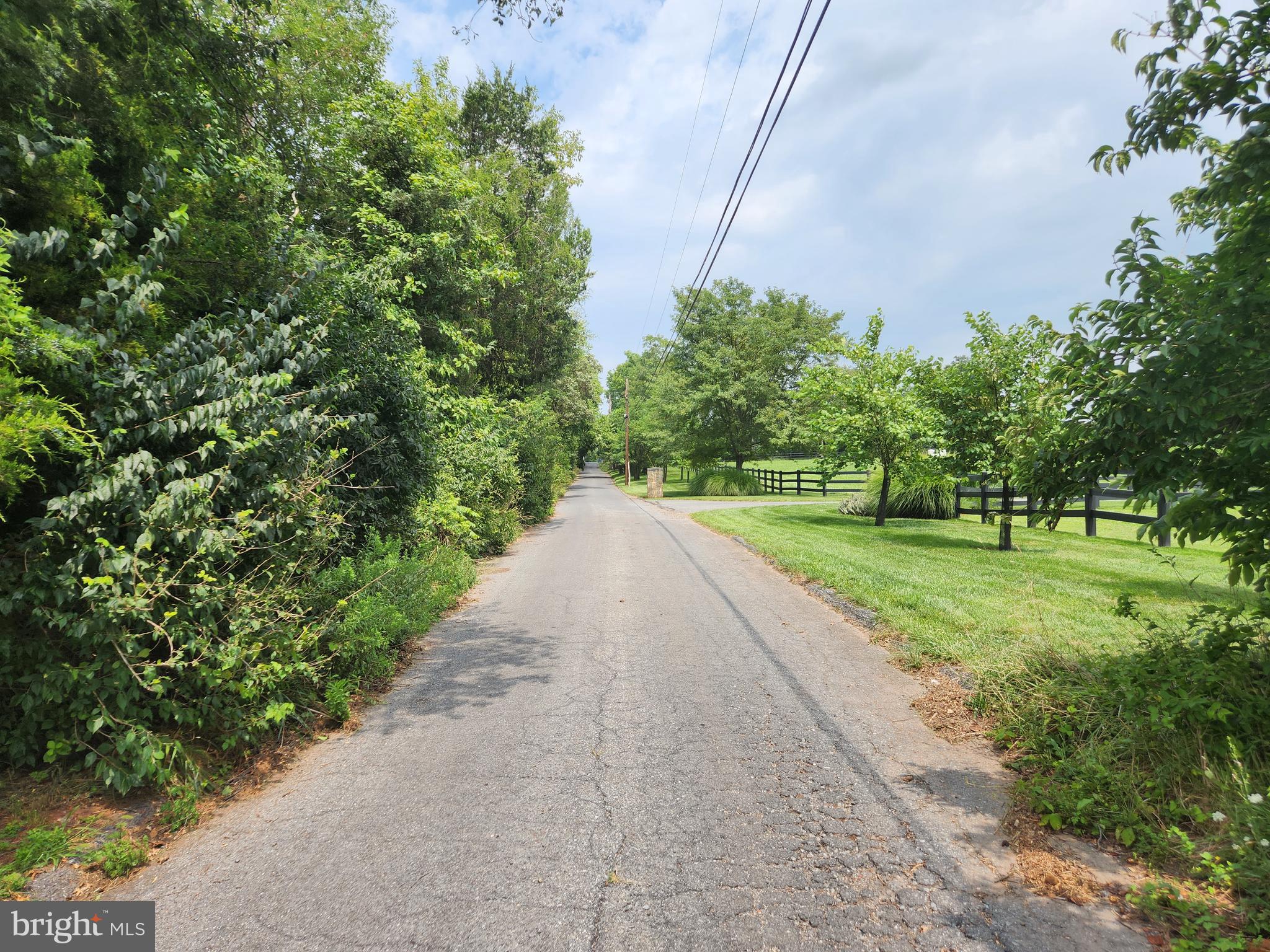 Vacant Wooded Lot-Street View