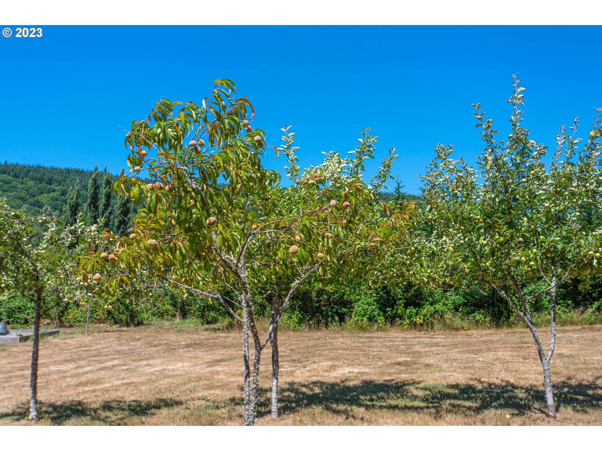 30400 Northeast Healy Road Amboy, WA 98601 - Photo 29 of 48 a backyard of a house with lots of green space