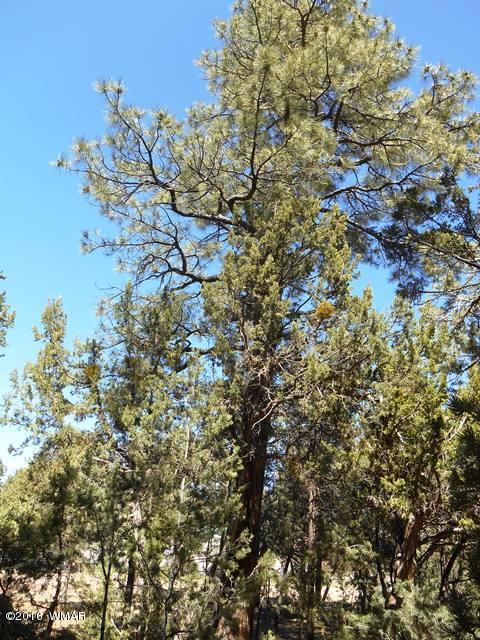 3371 Rim Lakes Drive Overgaard, AZ 85933 - Photo 24 of 59 Gallery Image 24