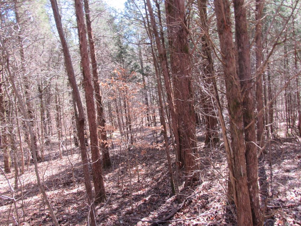 0 Tanner Hollow Road Centerville, TN 37033 - Photo 3 of 18 Gallery Image 3