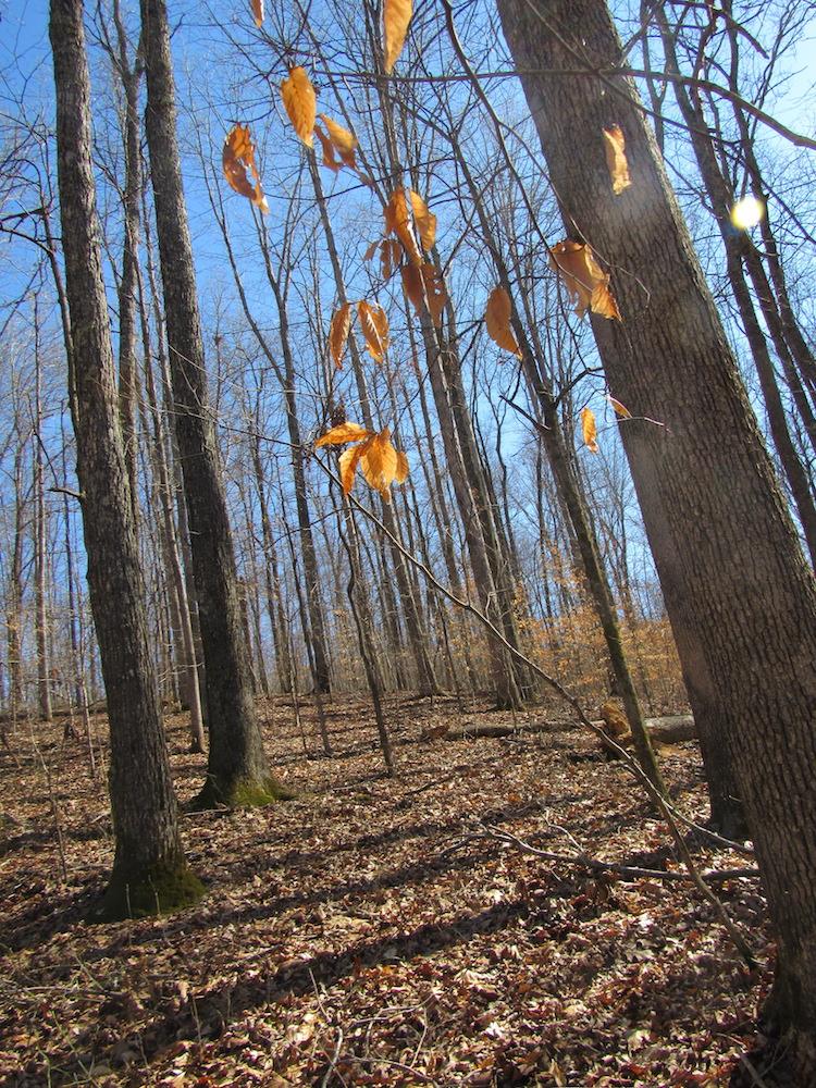 0 Tanner Hollow Road Centerville, TN 37033 - Photo 8 of 18 Gallery Image 8